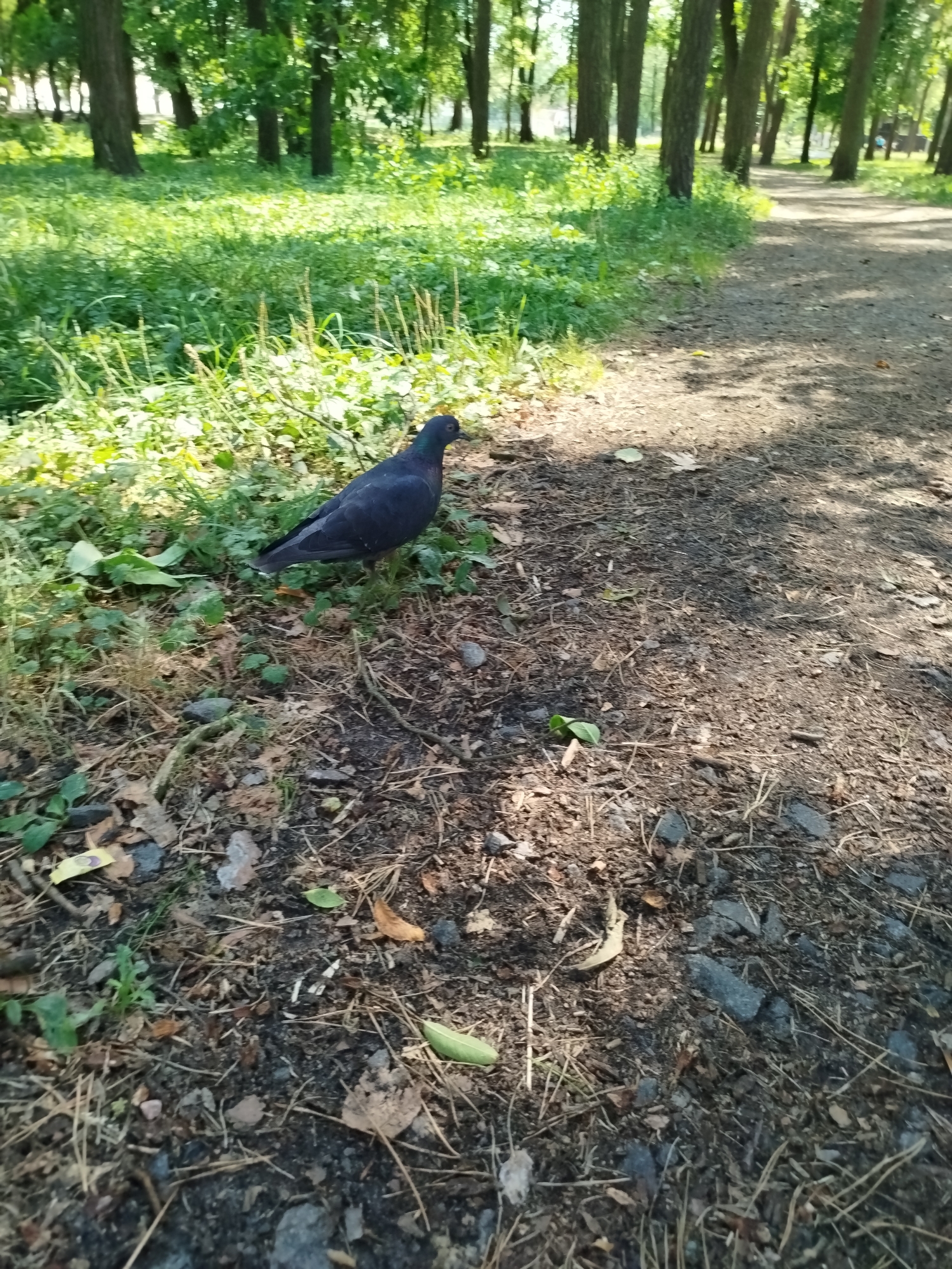 An adult pigeon stands on a grassy area next to a dirt path in a park. The pigeon is dark gray with iridescent neck feathers. The path is lined with trees and dappled sunlight. The ground is covered with dirt, leaves, and small stones. The area is green with grass and foliage.