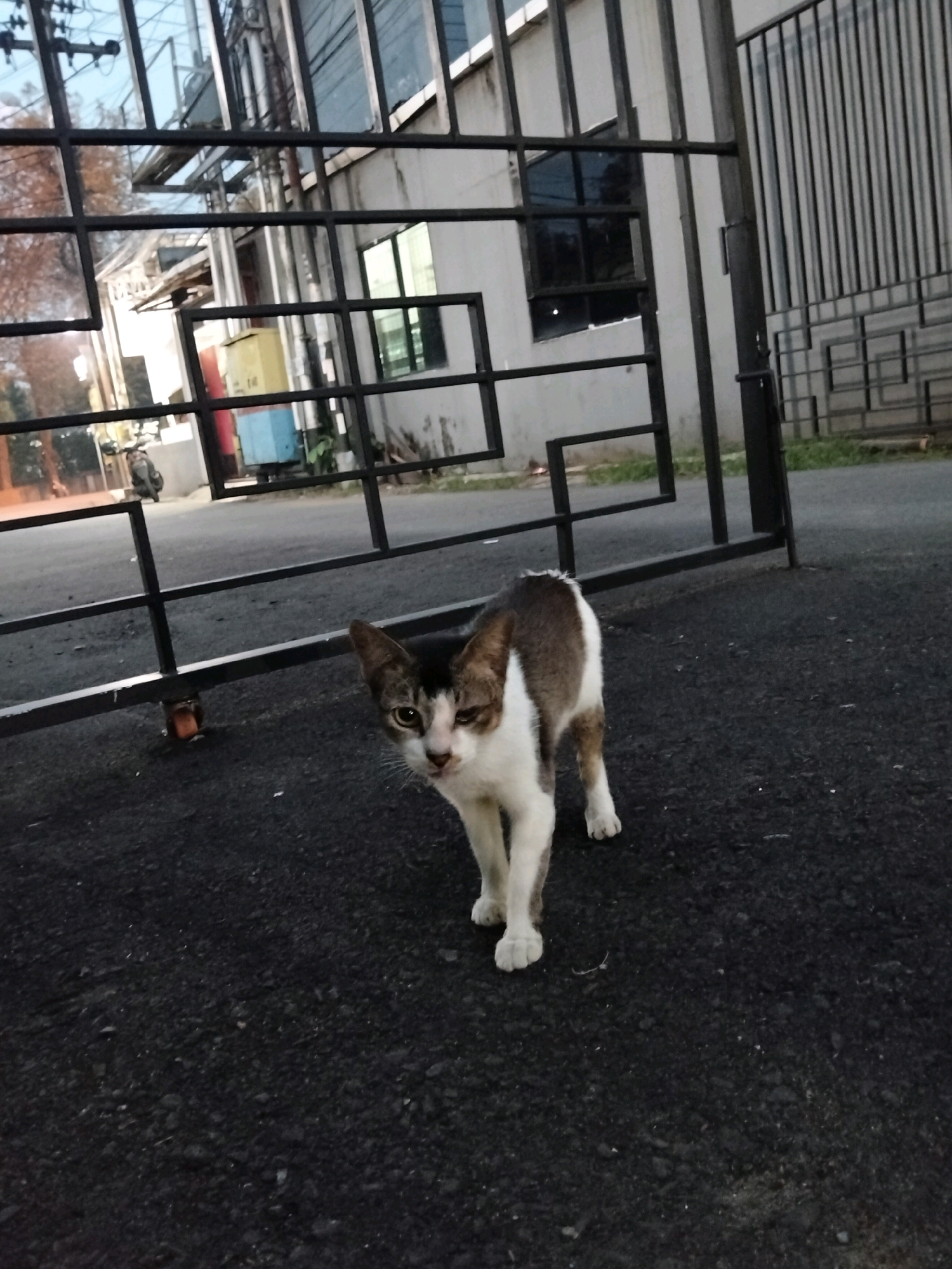A calico cat stands on asphalt pavement in front of a black metal fence. The cat is facing the camera with its head tilted to its left. It has white fur on its chest, paws, and part of its face. Its back and tail are a mixture of brown and white. The cat's left eye is partially closed. Behind the cat and the fence is a building with grey walls and dark windows. The fence is made of vertical and horizontal bars. There are trees and what appears to be street lighting visible through the fence in the background. The scene is dimly lit, suggesting it is either early morning or late evening. The location is identified as Pontianak, Indonesia.