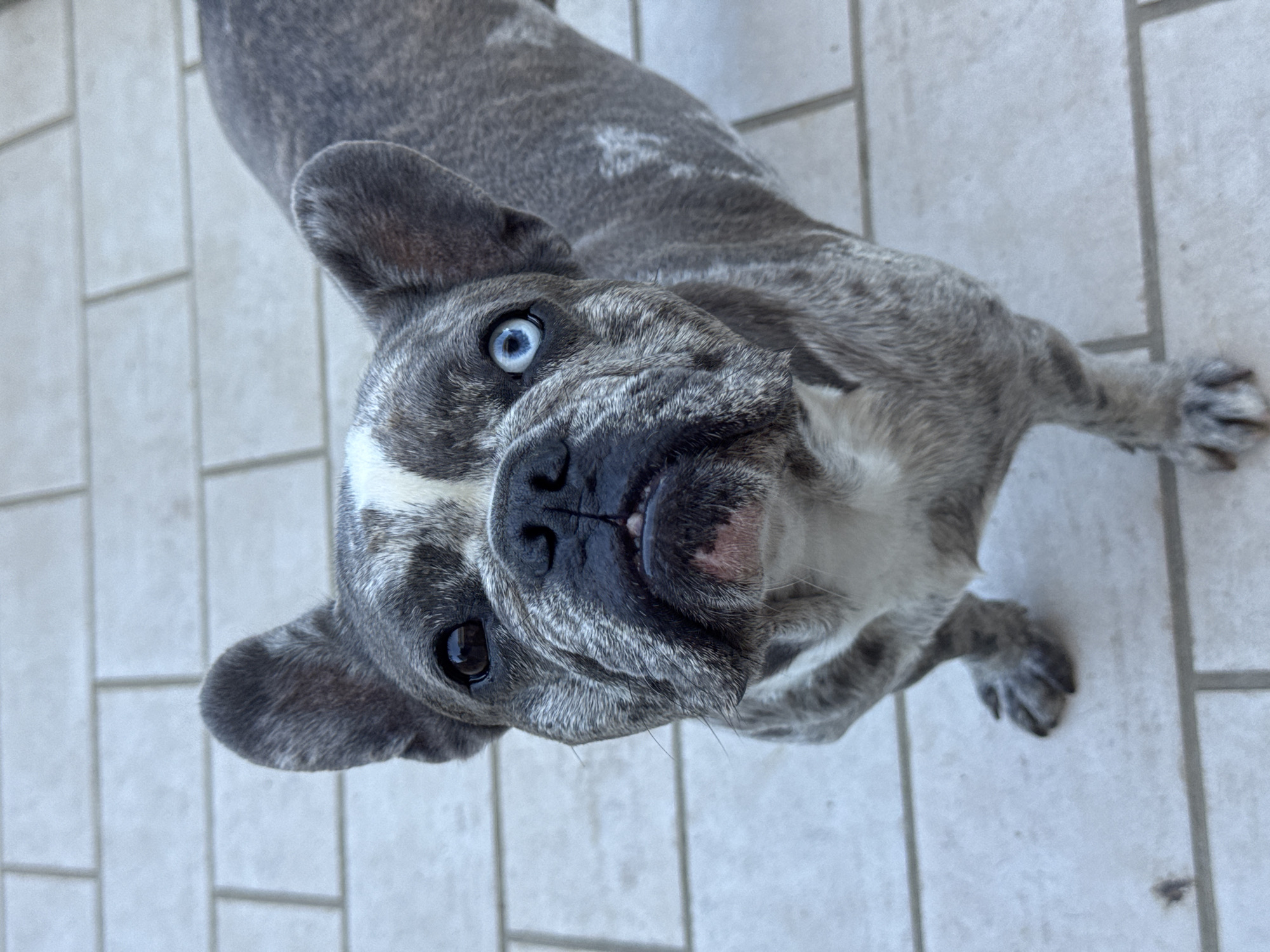 The image shows a close-up, top-down view of a brindle French Bulldog with heterochromia, meaning its eyes are different colors. The dog's left eye is a striking blue, while its right eye is dark brown. The dog has a white blaze on its forehead and chest. Its fur is a mix of gray, black, and white brindle patterns. The dog is lying on a light-colored tiled surface, possibly a patio or walkway. The tiles are arranged in a grid pattern. The dog's paws are visible, one resting on the tiles. The lighting suggests it is daytime, likely outdoors. The overall mood conveyed is one of curiosity or alertness, as the dog's gaze is directed upward towards the camera. No text is visible in the image.
