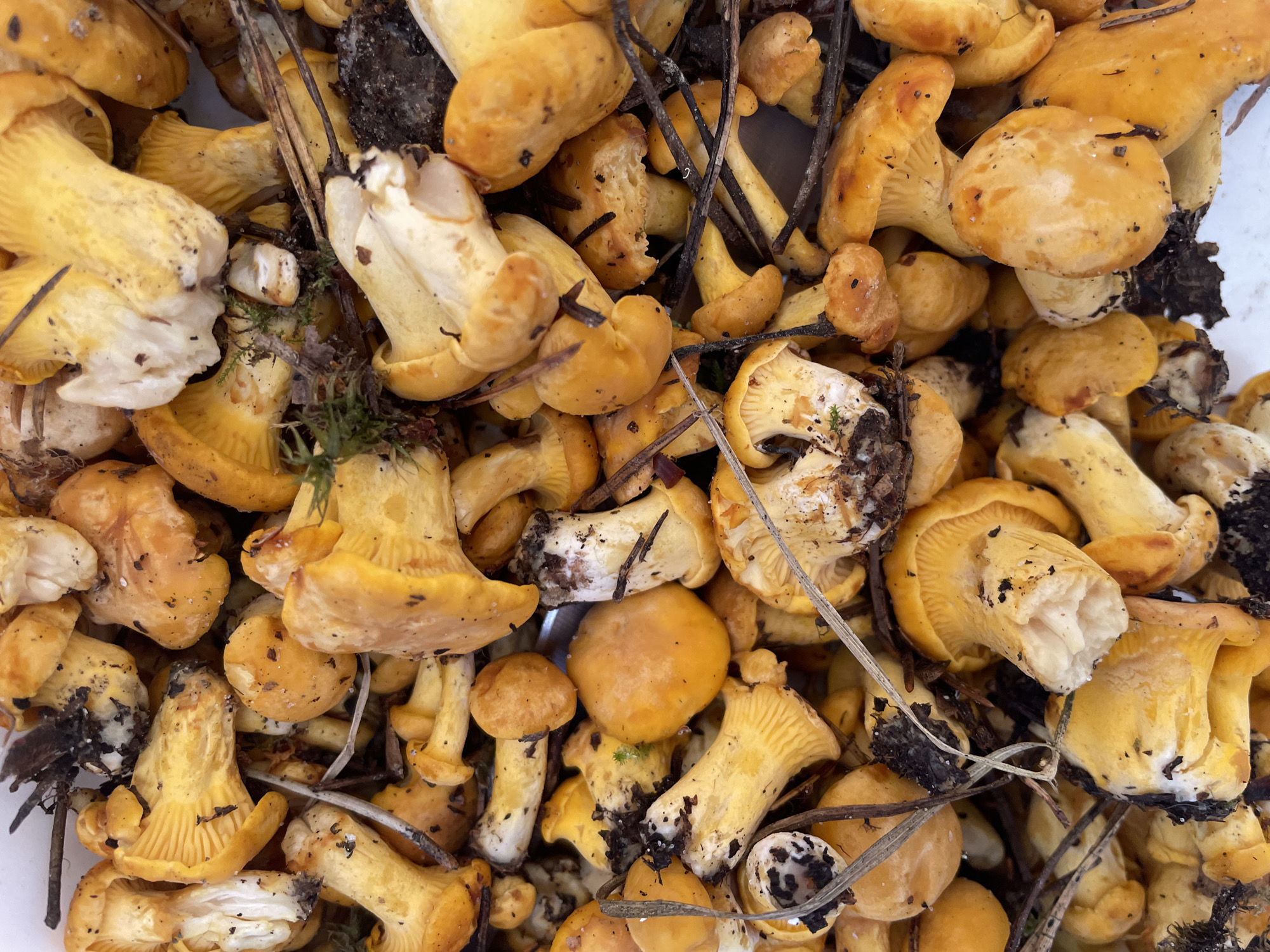 A close-up, top-down view captures a dense collection of freshly picked chanterelle mushrooms. The mushrooms are a vibrant yellow-orange, with many showcasing their characteristic wavy, funnel-shaped caps and delicate gills underneath. Some stems are visible, appearing pale and slender. Scattered among the mushrooms are dry pine needles and small clumps of dark soil, suggesting they were foraged in a wooded area. The overall impression is one of abundance and the natural beauty of wild mushrooms. This scene could be from an outdoor setting in or around Bol'shie Ozerki, Russia, where such foraging is common.