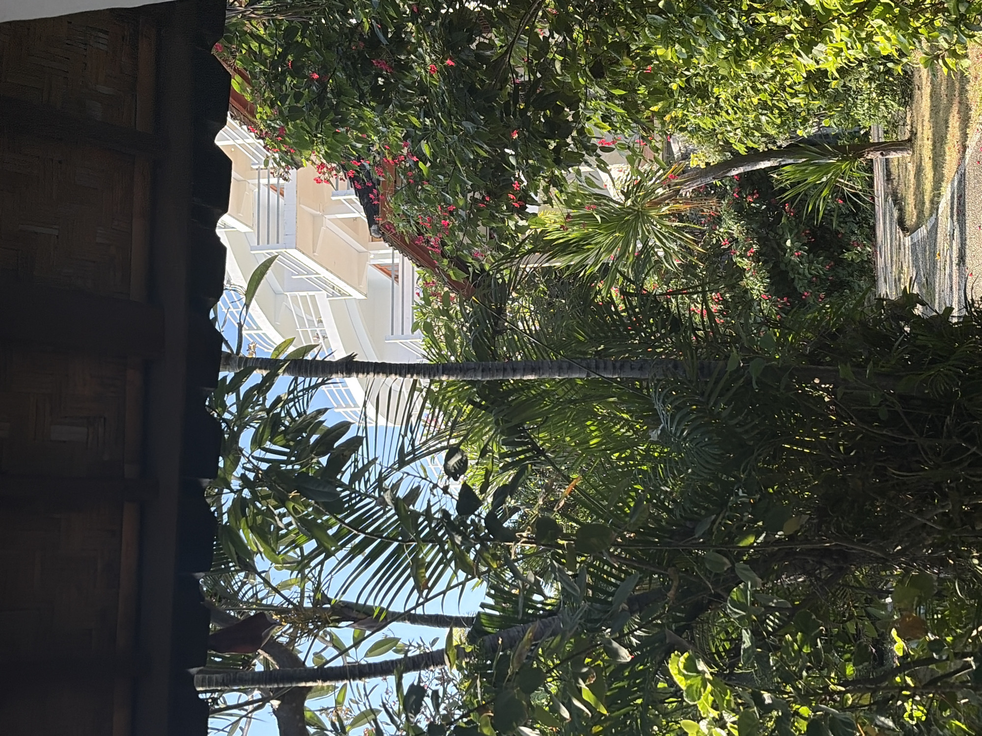 The image, taken from under a thatched roof overhang, looks out onto a lush, tropical garden with a building in the background. The foreground is dominated by dense foliage, including palm fronds and other broad-leafed plants, some of which are illuminated by sunlight. A winding, light-colored pathway, surfaced with small stones, curves through the garden. In the middle ground, a multi-story white building with open walkways and white railings is visible, partially obscured by trees and flowering bushes with small red blossoms. The sky is clear and blue. The scene appears to be in a resort or hotel environment. Based on visual cues such as the architecture and vegetation, this image could be located in Abang, Bali, Indonesia, a region known for its tropical climate and tourist accommodations. There are no people or animals visible in the image.