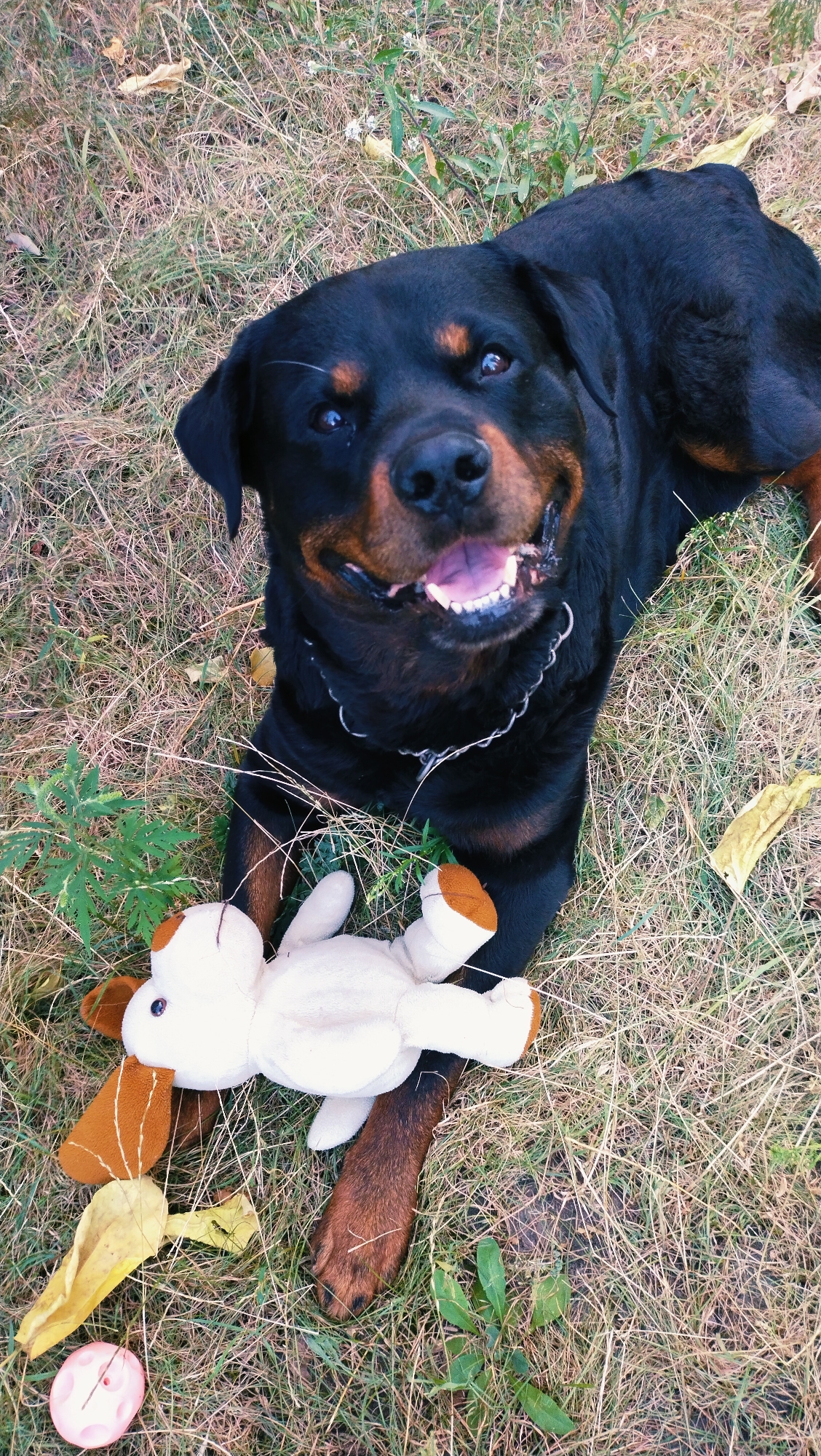 A Rottweiler dog lies on its back in dry grass, with a stuffed toy dog partially obscuring its front legs. The dog's mouth is open, showing its teeth and tongue. A silver chain collar is visible around its neck. In the bottom left corner of the image, there is a small pink chew toy and a yellow leaf. The background consists of dry grass and some green foliage. The image is an outdoor scene in Horishni Plavni, Ukraine, likely a park or a backyard.