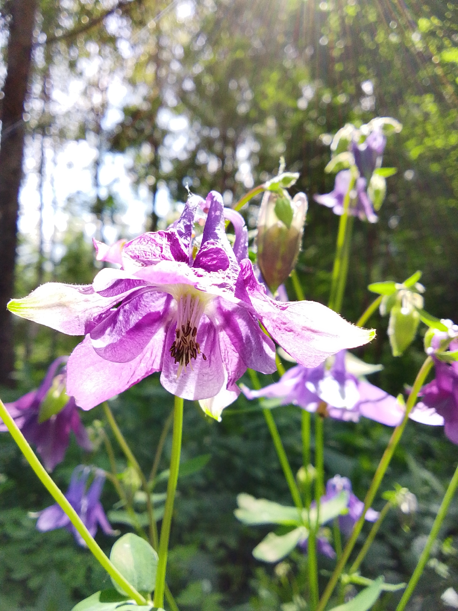 Here is a detailed description of the image:
The image depicts a close-up view of purple and white columbine flowers (Aquilegia) blooming in a sunny, outdoor setting. Several flowers are in focus, with the largest one centered in the foreground. The flower has intricate, layered petals, and the interior reveals the stamens. The background is a blur of green foliage, suggesting a forest or garden environment. Sunlight is visible, creating a bright and airy atmosphere. The photo was taken during daylight hours. The location is Снопок Новый, Russia.