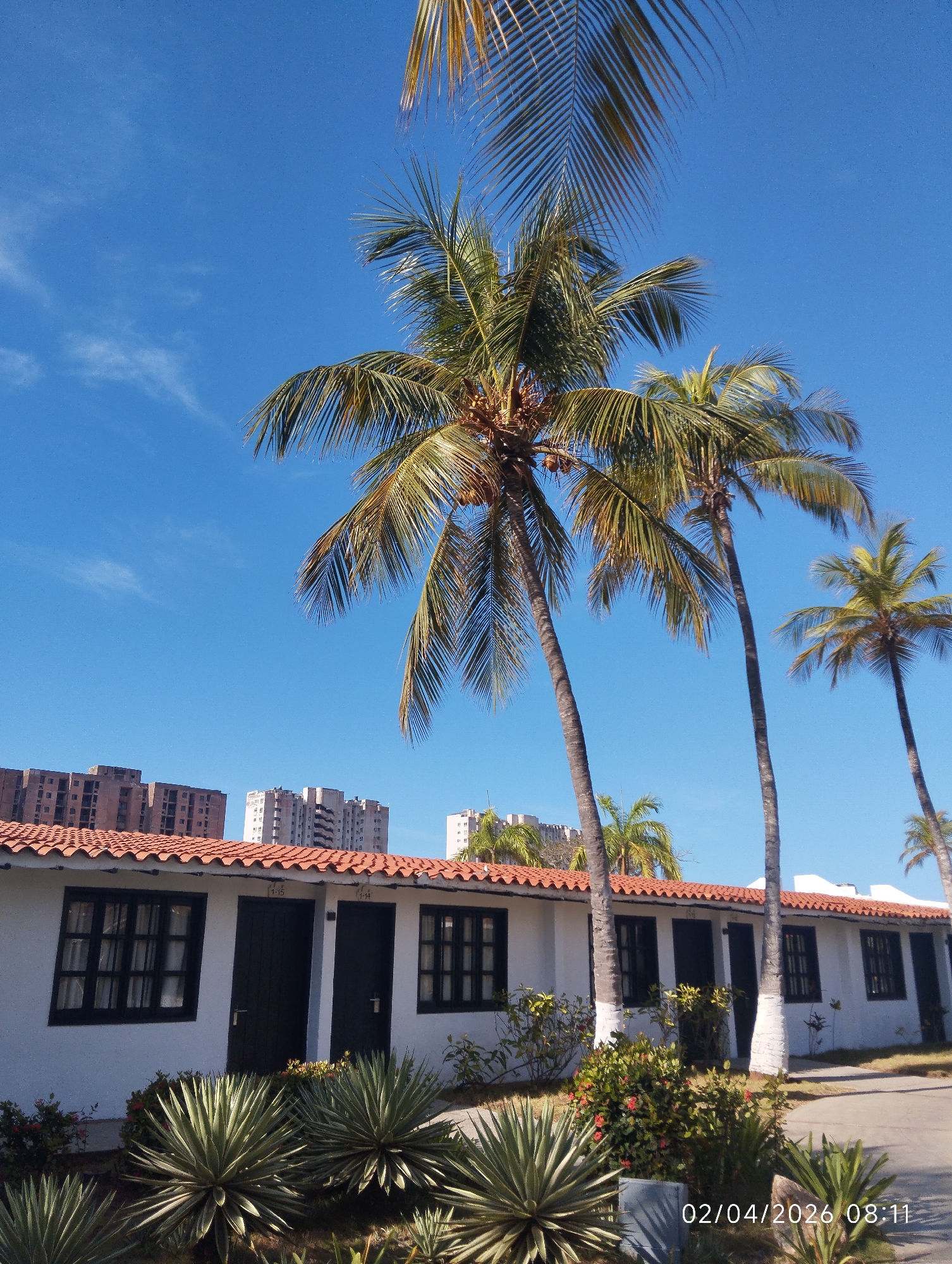 The image captures a sunny day scene in Porlamar, Venezuela, featuring a single-story white building with a red tile roof. The building has black-framed windows and doors. In front of the building, there is landscaping with succulents and flowering plants. Palm trees rise behind the building, framing the clear blue sky. In the background, there are multi-story apartment buildings. The timestamp in the bottom right corner indicates the date 02/04/2026 and the time 08:11. There is no evidence of human activity. The general appearance is that of a resort or residential area.