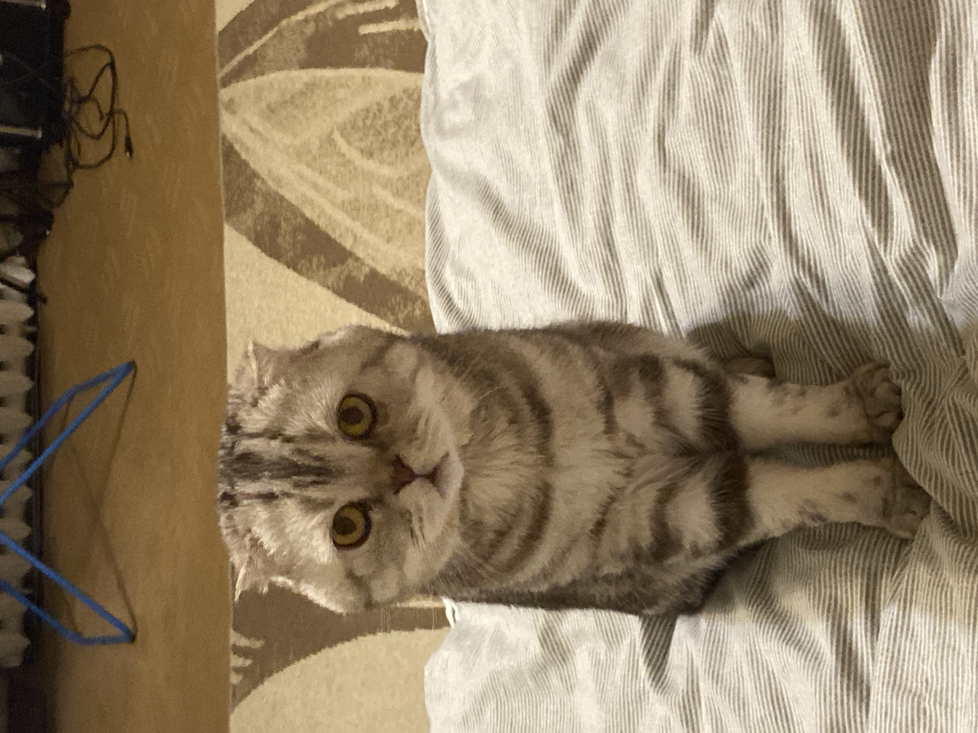 A Scottish Fold cat is sitting on a bed with striped bedding. The cat is facing the camera and has grey and brown tabby markings, with large yellow eyes. The cat's ears are folded forward. The bed is covered with a light-colored duvet with thin grey stripes. In the background, a carpet with a brown and beige abstract pattern is visible, as well as some furniture and electrical cords. The scene appears to be indoors, likely in a domestic setting. There is no indication that this scene is located in Poltava, Ukraine.