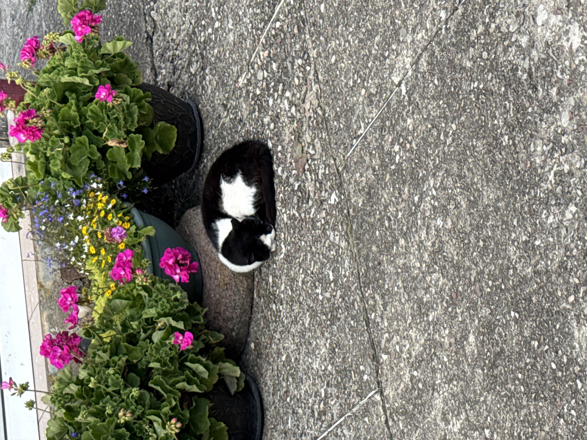 In Vikraičiai, Lithuania, a black and white cat sleeps curled up on a large rock. The cat is nestled amongst potted plants filled with vibrant pink and yellow flowers, with green foliage dominating the scene. The ground is a textured grey concrete, with a thin white string running diagonally across it. In the background, a portion of a building is visible.