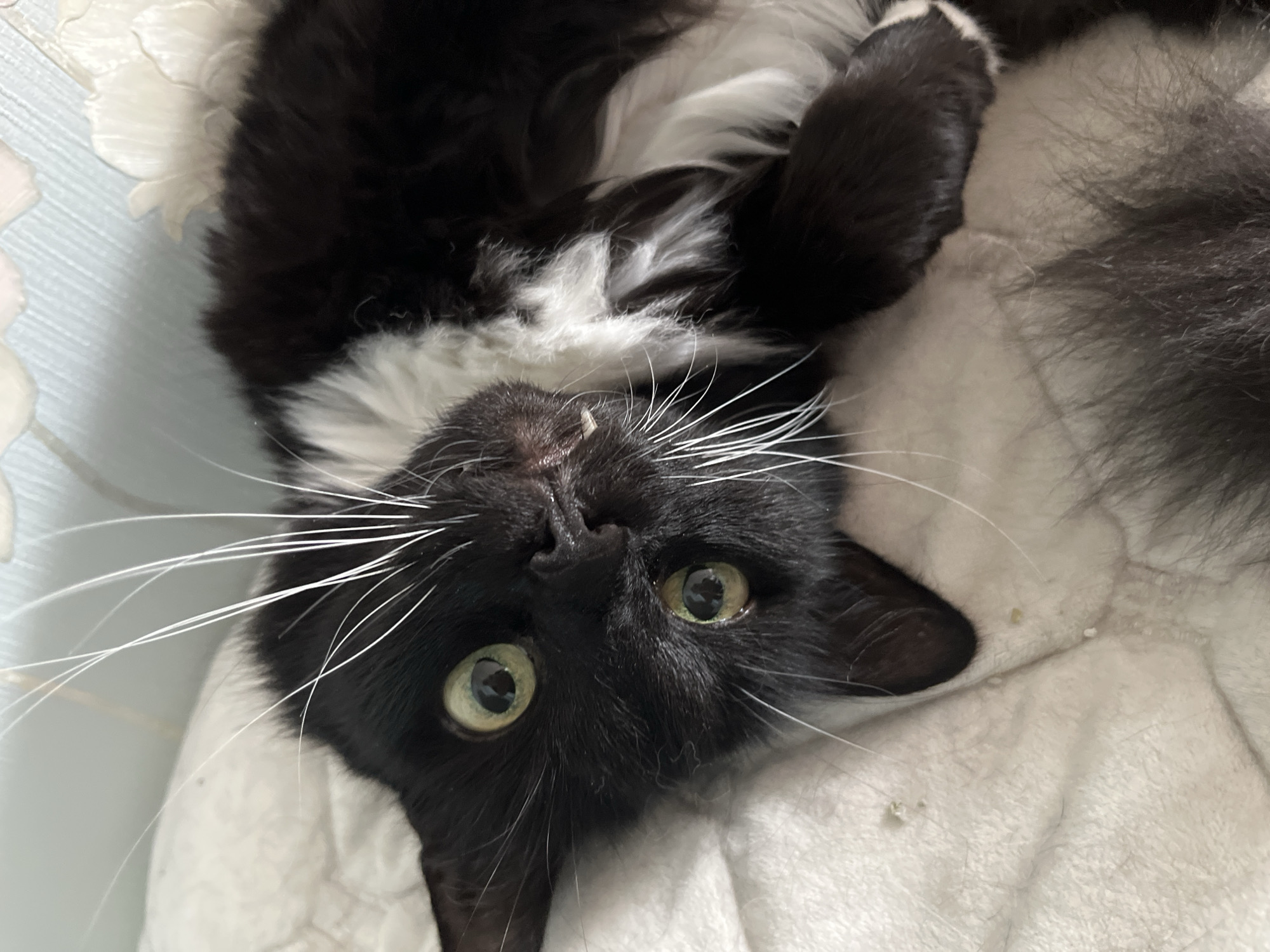 A black and white cat with green eyes is lying on its back on a white blanket. The cat's fur is long and fluffy. The cat's face is turned towards the camera, and its eyes are wide open. The cat's whiskers are long and white. The background is a blurry light blue wall with a textured pattern. The scene is indoors, likely in a residential setting. There are no people visible in the image. The location in the city of Ivanteyevka, Russia, is not visually discernible from the image itself.