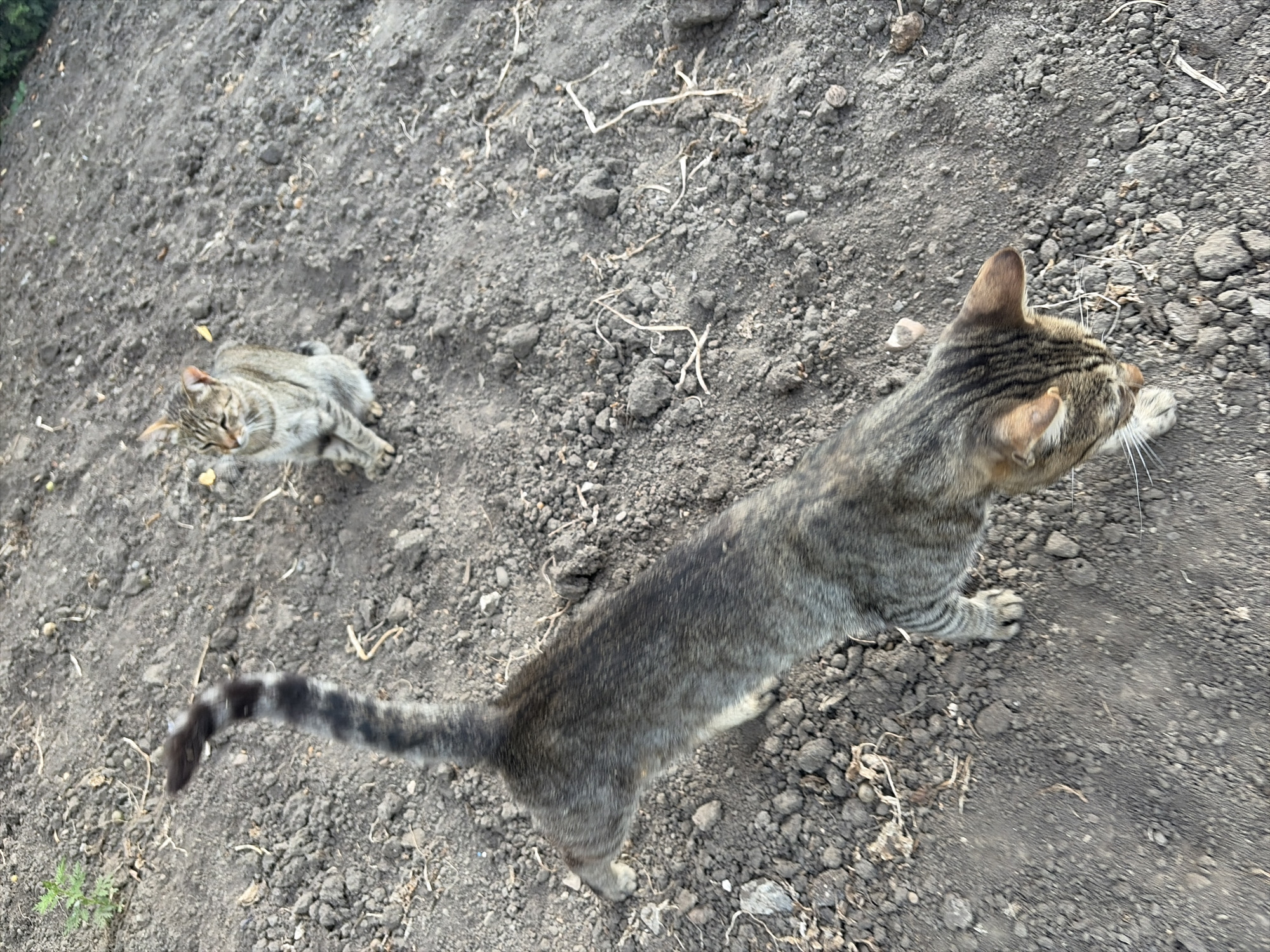 Two tabby cats are on a dirt surface. One cat is in the foreground, walking away from the camera, with its tail raised. The other cat is sitting in the background, facing the camera. The ground is a mix of dark soil and small pebbles, with some dry plant debris scattered around. A small green plant is visible in the upper left corner. The overall impression is of a rural or undeveloped outdoor setting. This scene is not located in the city of Oxentea, Moldova.