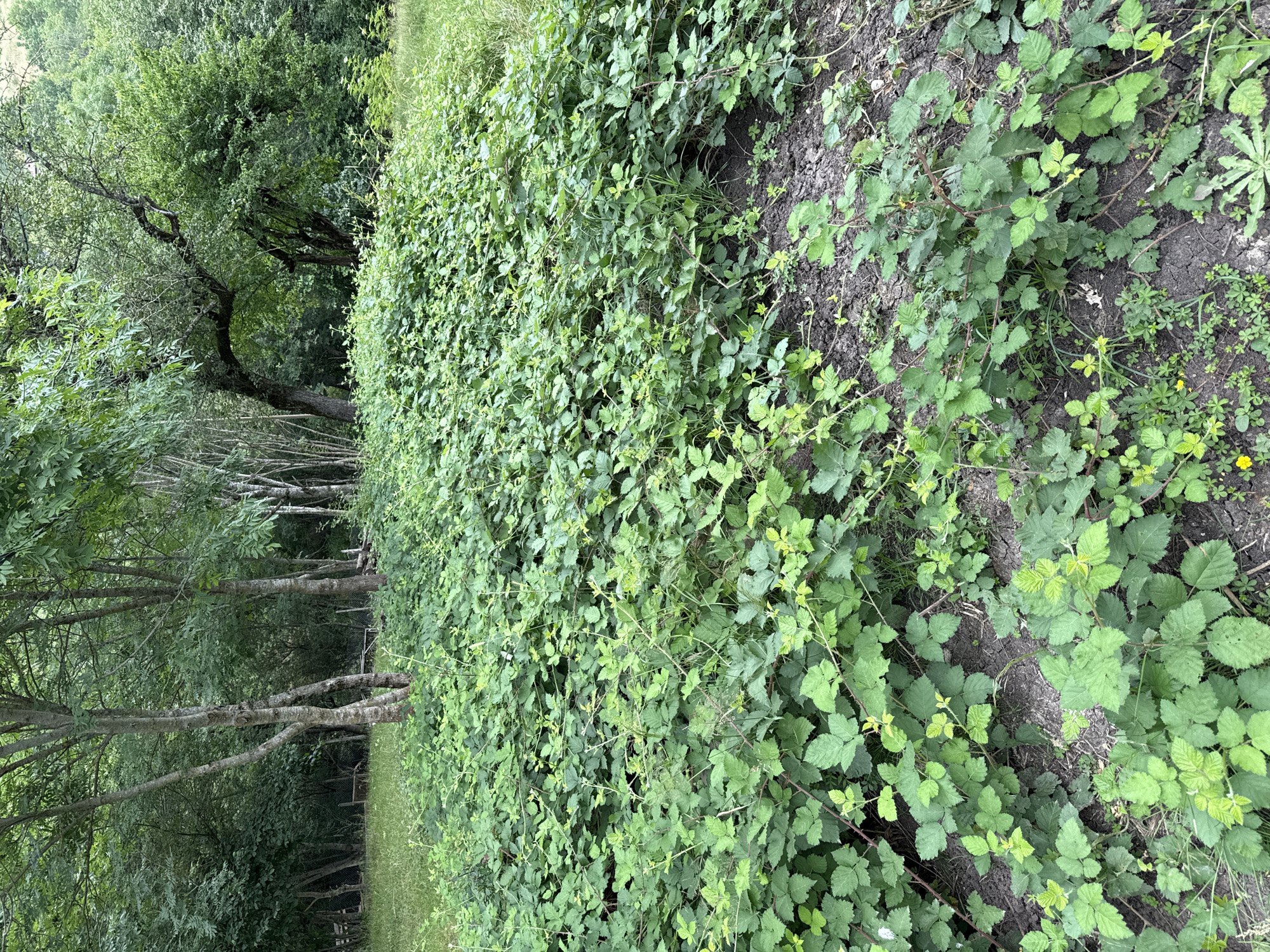 The image depicts an outdoor scene in a densely vegetated area. The foreground is dominated by a thick carpet of green, leafy bramble bushes, some of which show thin, reddish-brown stems and small thorns. The ground beneath the brambles appears to be a mixture of dark soil and dry, cracked earth, with some scattered leaves. In the mid-ground, several trees with rough bark and spreading branches stand, their leaves creating a dappled canopy. Beyond the trees, the scene transitions into a more wooded area with a denser collection of trees and foliage, hinting at a forest or park-like environment. The overall impression is one of a natural, somewhat overgrown landscape, likely a rural or semi-rural setting within the city of Sis, Azerbaijan. No people, animals, or man-made structures are clearly visible within the frame, aside from a possible faint outline of a fence in the background of the crop of the left side of the image.