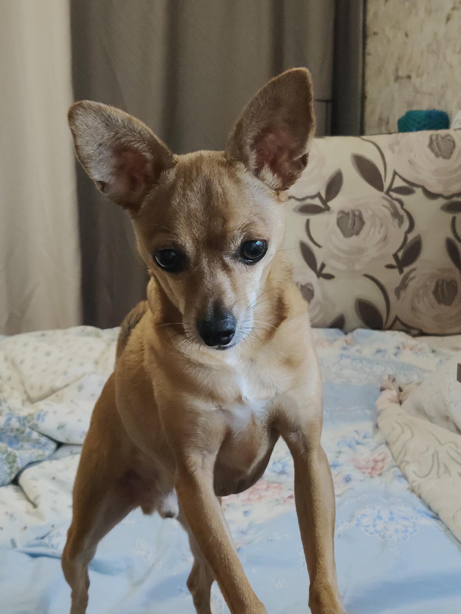 A tan Chihuahua dog stands on a bed. The dog is facing the camera with its head tilted slightly to the left. Its ears are large and pointed, and its eyes are dark and round. The dog's body is lean and muscular. The bed is covered with a floral-patterned comforter and a light-colored pillow with a rose pattern. In the background, there is a curtain. The image appears to be taken indoors. There is no specific identifiable location within the city of Korablino, Russia.