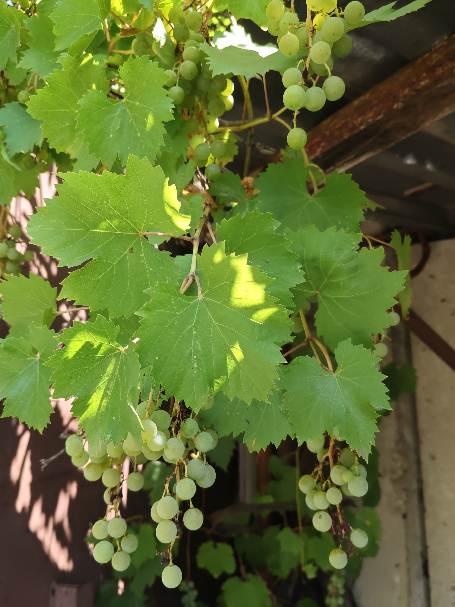 The image captures a close-up view of a grape vine with clusters of unripe green grapes and large, green, lobed leaves. The vine is hanging, with some of the grapes and leaves in sharp focus, while others are slightly blurred in the background. Sunlight filters through the leaves, creating dappled light and shadow patterns. In the background, there is a rustic wooden beam and a textured wall, suggesting an outdoor setting, possibly a garden or a rural structure. The overall impression is one of natural growth and the early stages of fruit development. The image was taken in Rostov-on-Don, Russia.