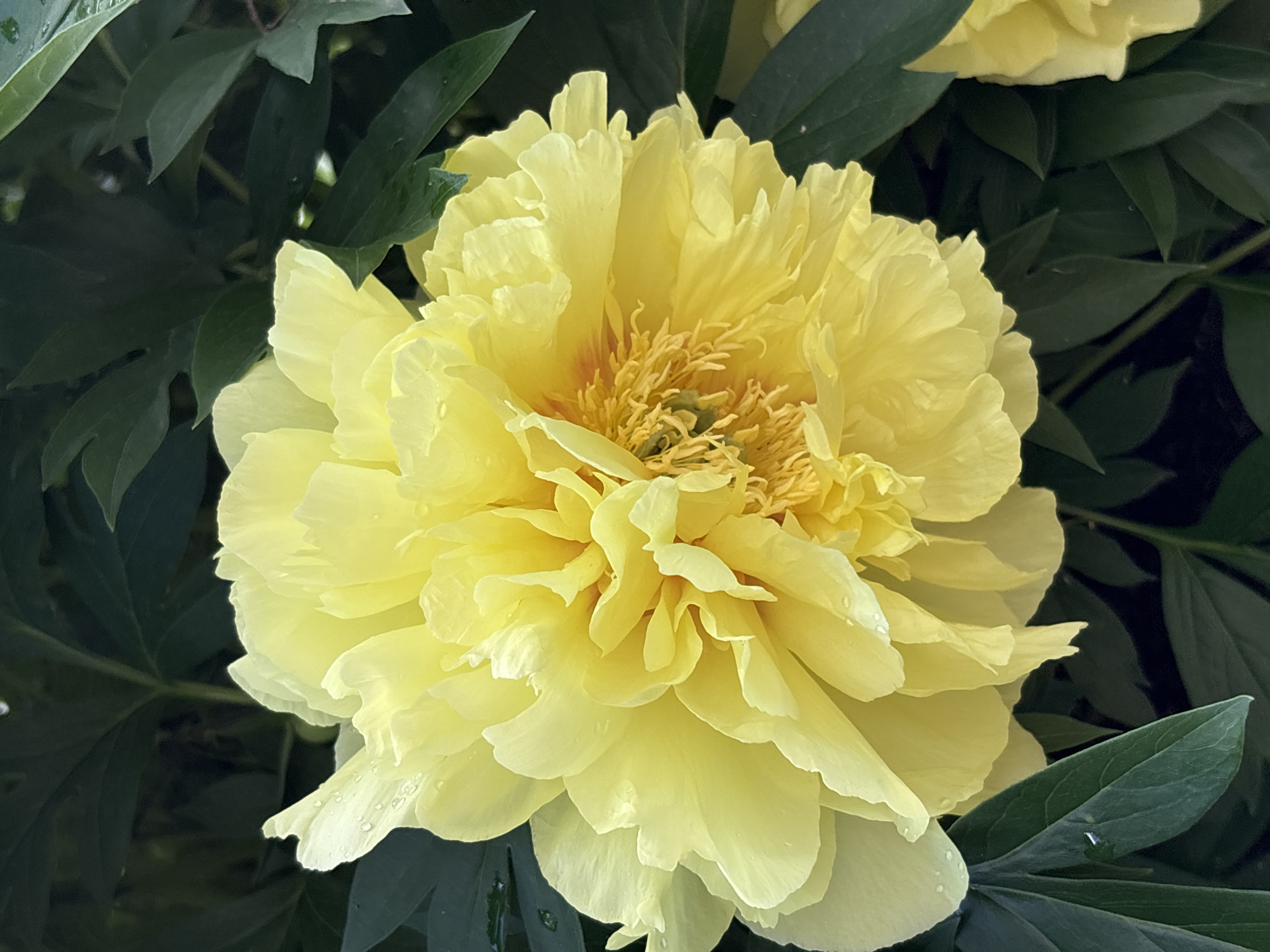 A close-up, eye-level, medium shot captures a bright yellow peony flower in full bloom, set against a backdrop of dark green foliage. The peony is densely packed with ruffled petals, some of which appear slightly translucent, revealing subtle variations in color from pale yellow to a richer, golden hue towards the center. Several droplets of water are visible on the petals, suggesting recent rain or dew. The flower's stamens and pistils are clustered in the center, a bright yellow-orange. The surrounding leaves are a deep, dark green, providing a stark contrast that makes the vibrant yellow of the peony stand out. The image is a still life, devoid of any human presence or discernible urban elements. The soft focus of the background further emphasizes the intricate details of the flower.