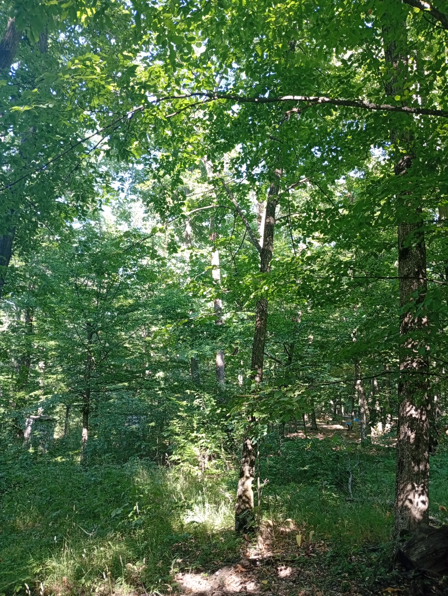 This is a vertical, medium-angle, full-shot photograph of a dense forest bathed in sunlight. The scene is characterized by a thick canopy of green leaves overhead, with dappled sunlight filtering through, creating a mosaic of light and shadow on the forest floor. Several tree trunks, some thick and gnarled, others more slender, punctuate the scene, with their bark textured and dark. The undergrowth is lush and green, with tall grasses and various leafy plants filling the ground level.
In the middle ground, there's a hint of a clearing or path with a few figures visible in the distance. One figure appears to be wearing blue. The presence of these figures suggests that this is a place where people might gather or pass through.
The time of day appears to be daytime, likely late morning or afternoon, given the bright sunlight and the sharp shadows. The weather seems pleasant and sunny, contributing to the vibrant green of the foliage. The overall mood of the image is peaceful and natural, evoking the feeling of being immersed in a serene woodland environment. No visible text is present in the image.