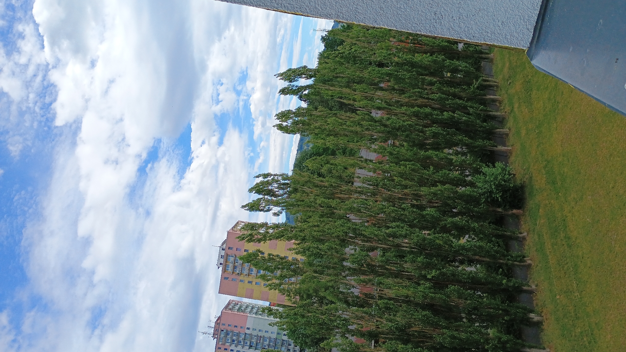 The image depicts a view from a high vantage point overlooking a residential area in Sokolov, Czechia. In the background, two multi-story apartment buildings, one predominantly pink and the other a combination of pink and yellow, are visible under a sky filled with white, fluffy clouds. In the middle ground, a dense line of tall, slender trees with green foliage runs horizontally across the scene, creating a natural screen. Beyond the trees, there are hints of other buildings and a wooded hillside in the distance. The foreground features a grassy area with some patchy vegetation. The overall impression is one of an urban environment interspersed with green spaces. There are no people visible in the image.