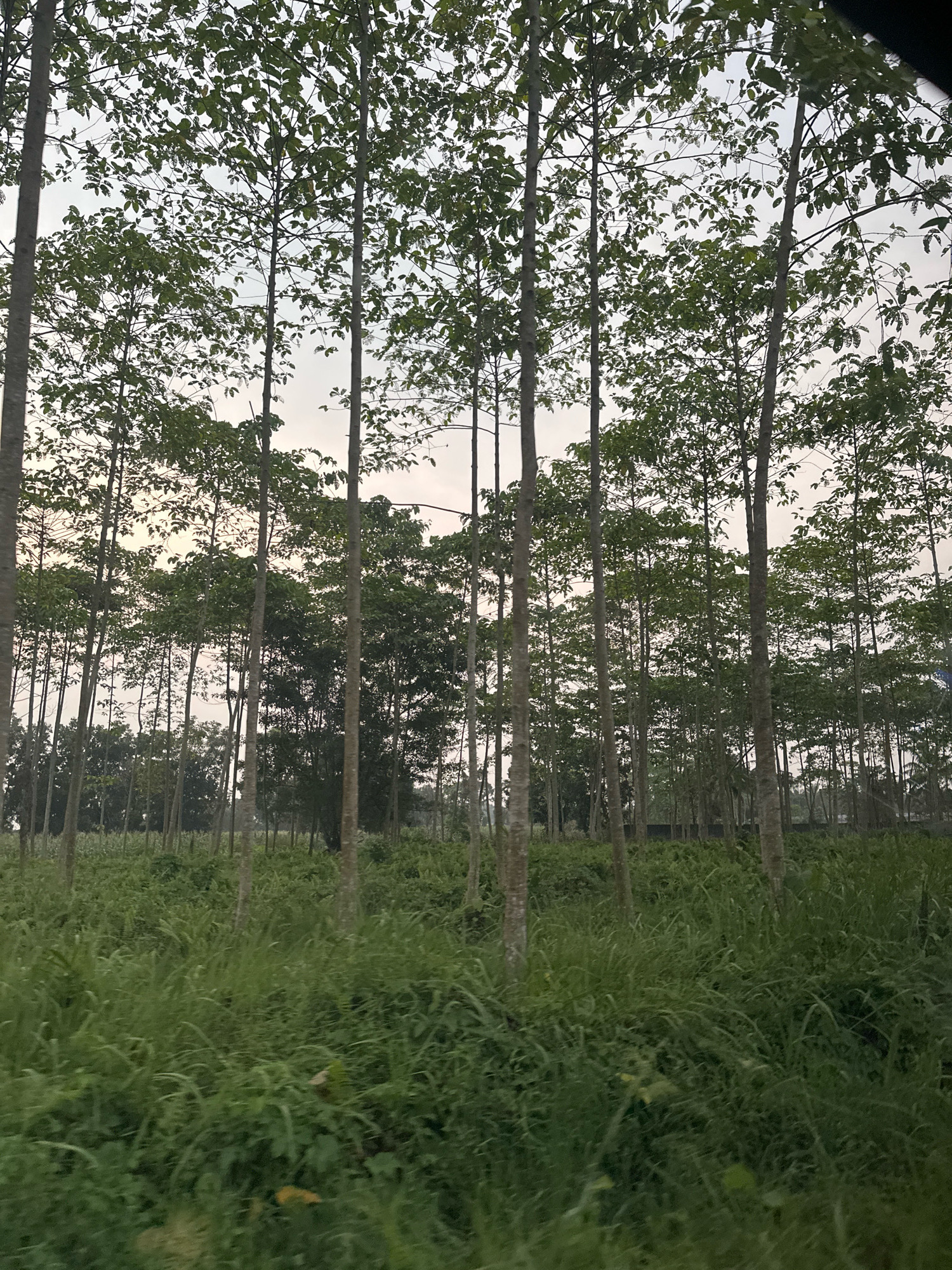 A plantation of tall, slender trees with green leaves and gray trunks stands in a field of tall green grass. The sky above is overcast. The image captures a natural landscape, likely an agricultural area within Tandem Hilir I, Indonesia, characterized by dense vegetation and a muted sky. There are no people or animals visible in the scene. The focus is on the trees and the surrounding grassland, suggesting a serene and perhaps rural setting.