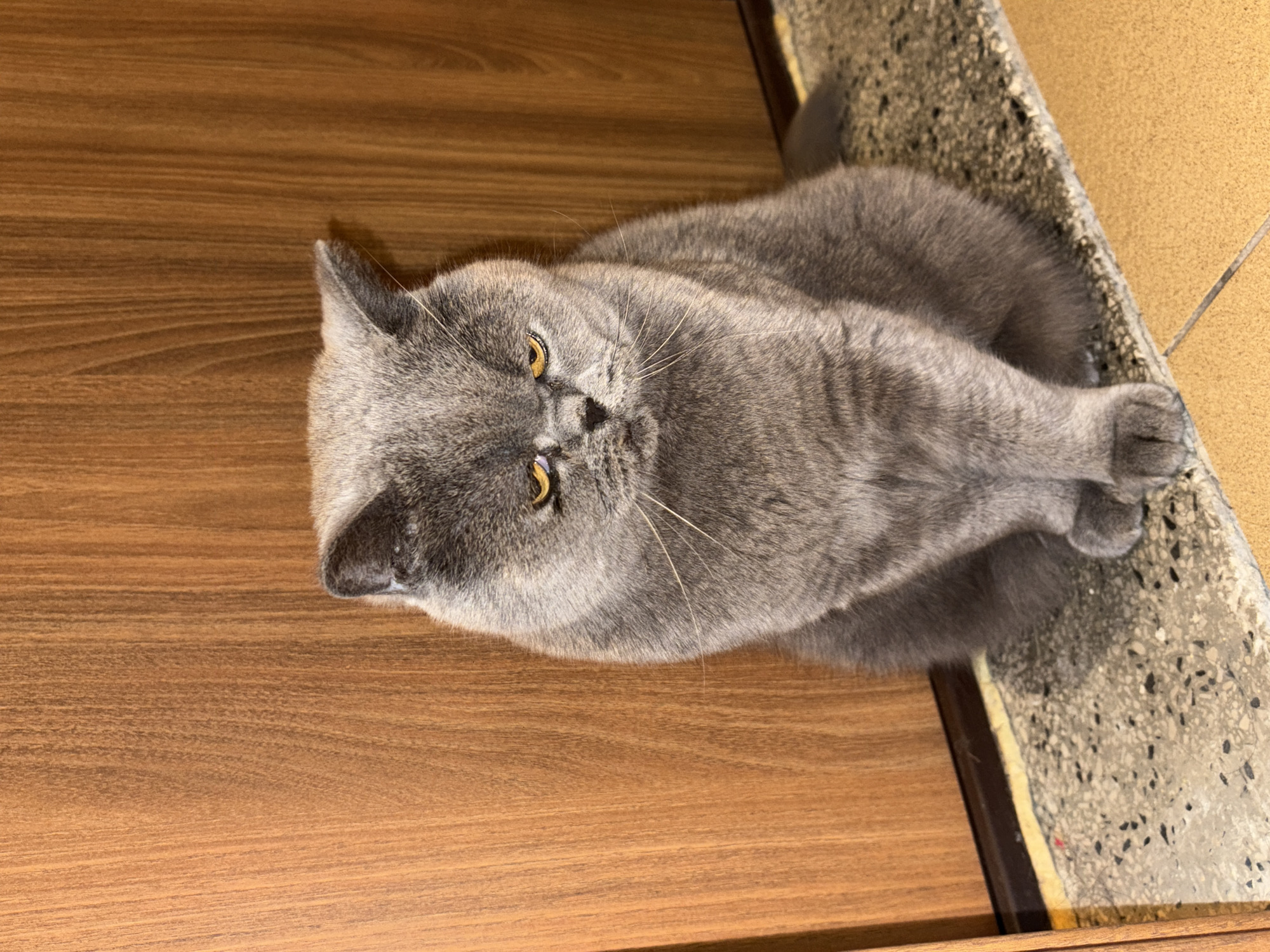 A gray cat is lying down on a wooden floor and a stone ledge in an indoor setting. The cat has short gray fur and yellow eyes. It is oriented diagonally in the frame, with its head positioned near the left edge of the photo and its paws towards the upper right. The wooden floor has a smooth, horizontal grain pattern. The stone ledge is speckled and has a darker-colored border. The image provides no indication of location in the city of Burgas, Bulgaria.