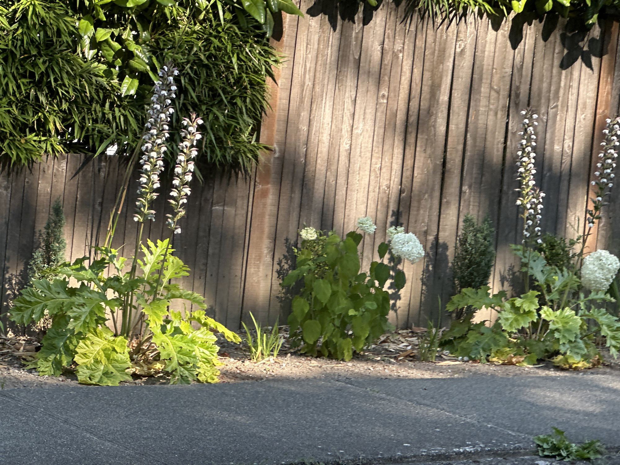 In Lynnwood, Washington, United States of America, a sun-drenched outdoor scene unfolds along a wooden fence. The fence, constructed of vertical planks, exhibits a weathered, brown hue and is partially shaded by dappled sunlight and shadows cast by nearby foliage.
In front of the fence, a collection of plants creates a vibrant border. Tall, slender stalks topped with spiky clusters of small, white and purple flowers rise prominently from the left side of the frame. Beside them, a lush plant with large, deeply lobed green leaves, some with yellow variegation, creates a substantial presence. To the right of this, a smaller evergreen plant adds a touch of texture. Further to the right, a cluster of leafy green plants supports several large, spherical white blooms, likely hydrangeas. The ground beneath the plants is covered with mulch and small pebbles.
In the foreground, a paved surface, appearing to be asphalt, runs horizontally across the bottom of the image, suggesting the edge of a sidewalk or street. Shadows from the plants and fence stretch across this paved area, indicating the time of day is likely late afternoon or early morning. No people are present in the scene.