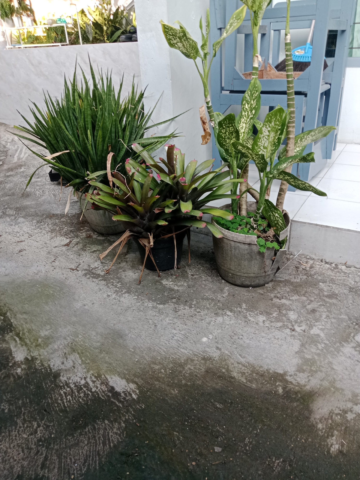 The image shows a collection of potted plants on a concrete ground in what appears to be an outdoor area. In the foreground, the concrete surface is wet and somewhat stained. Behind the wet concrete, there are three potted plants. The plant on the left is a Sansevieria trifasciata, also known as a snake plant, with tall, upright, sword-like leaves. To its right is a bromeliad with spiky, reddish-green leaves. The third plant, on the right, is a Dieffenbachia, commonly called a dumb cane, with large, variegated green and white leaves. The pots are of different materials and conditions; the snake plant and bromeliad appear to be in dark plastic pots, while the Dieffenbachia is in a weathered, grey, possibly recycled container that is visibly damaged. In the background, a light blue chair or bench is partially visible, and a broom with a blue handle leans against it. The wall behind the plants is a light color, possibly white or light grey, and has some decorative elements at the top. The scene suggests an exterior space, perhaps a patio or garden area, within a residential or commercial setting in Kediri City, Indonesia. The lighting suggests it is daytime.