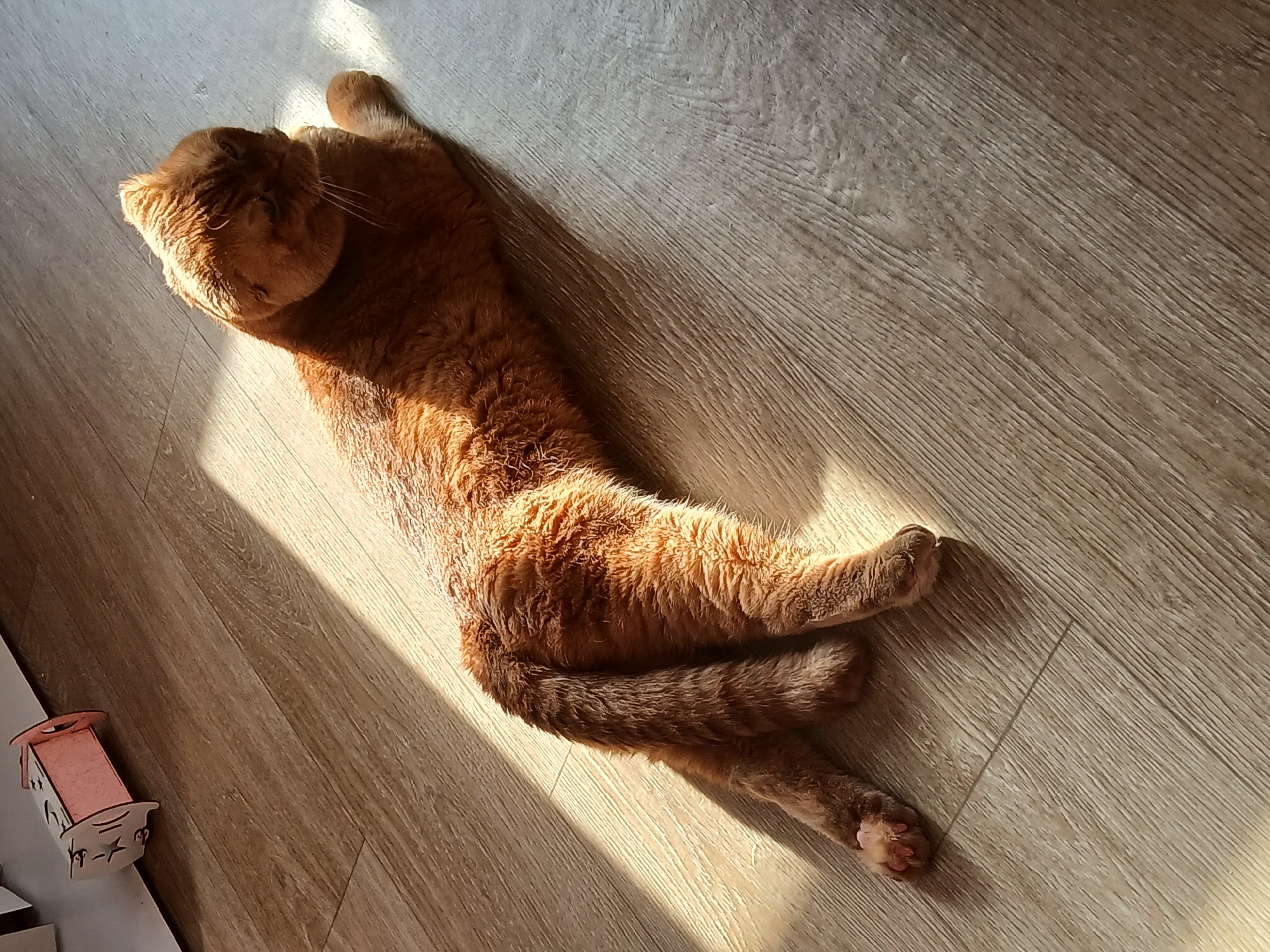 A ginger cat is lying on a wooden floor in a sunlit room. The cat is stretched out, with its head turned to the left and its paws crossed. The floor is light-colored with a wood-grain pattern. A small, unfinished wooden toy is in the lower left corner of the image. It is unknown if this photo was taken in Chaikovsky, Russia.