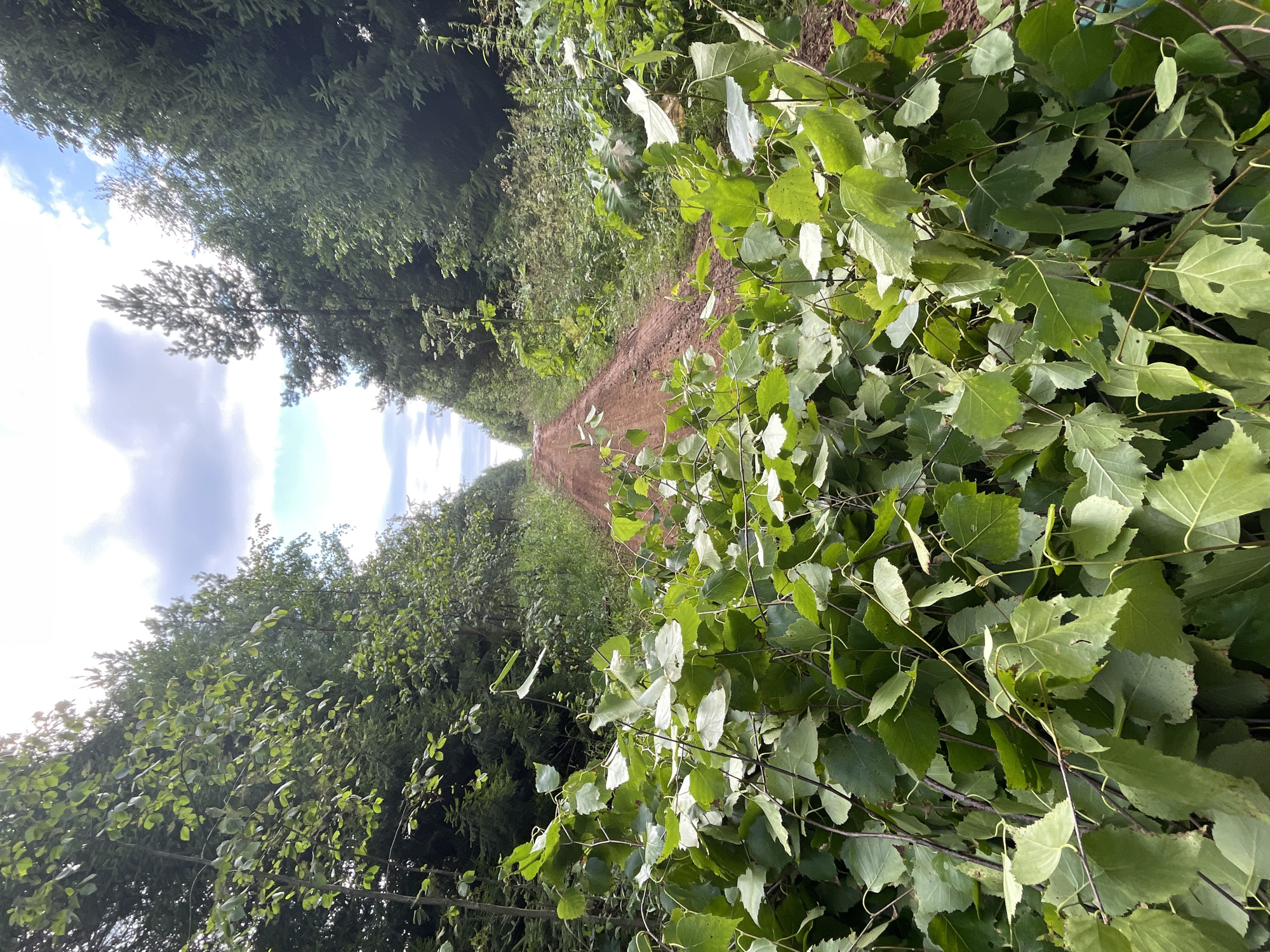 A dirt road winds through a dense forest in Kstininskogo Doma Otdykha, Russia. The road is bordered by tall evergreen trees and lush green foliage. In the foreground, a pile of freshly cut branches with green leaves obstructs the path. The sky is partly cloudy with patches of blue visible. The overall scene depicts a natural, somewhat overgrown landscape with a clear indication of recent activity, likely logging or clearing.