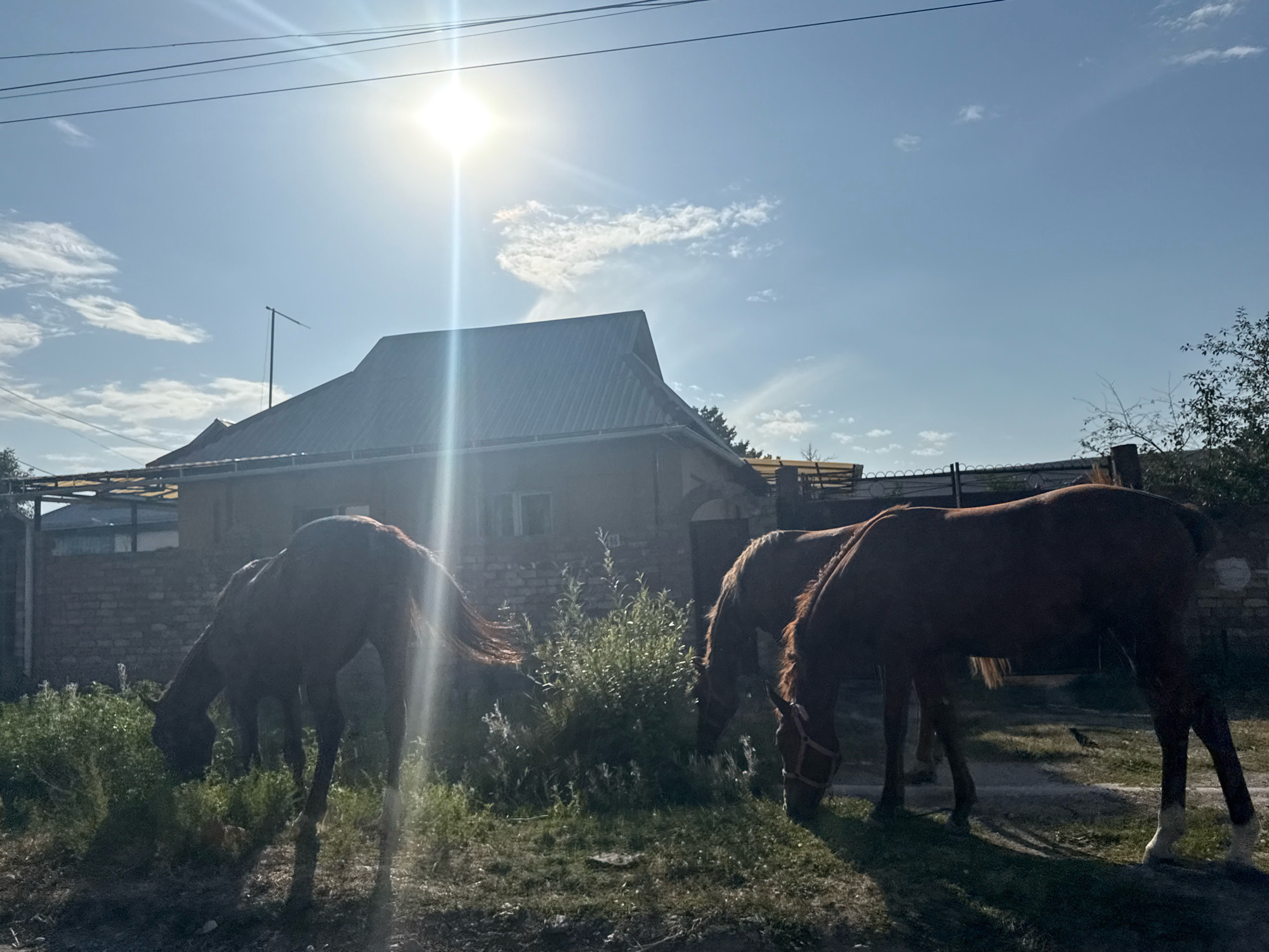 In Beş-Küŋgöy, Kyrgyzstan, three brown horses are grazing in a sunlit, grassy area in front of a brick building with a metal roof. The sun is high in the sky, creating lens flare and casting shadows. One horse on the left is mostly obscured by greenery, while the other two are more visible. The horse on the far right has white markings on its lower legs. In the background, a portion of the building is visible, along with a fence and trees. Overhead power lines are also present. The scene appears to be a rural or semi-rural setting.