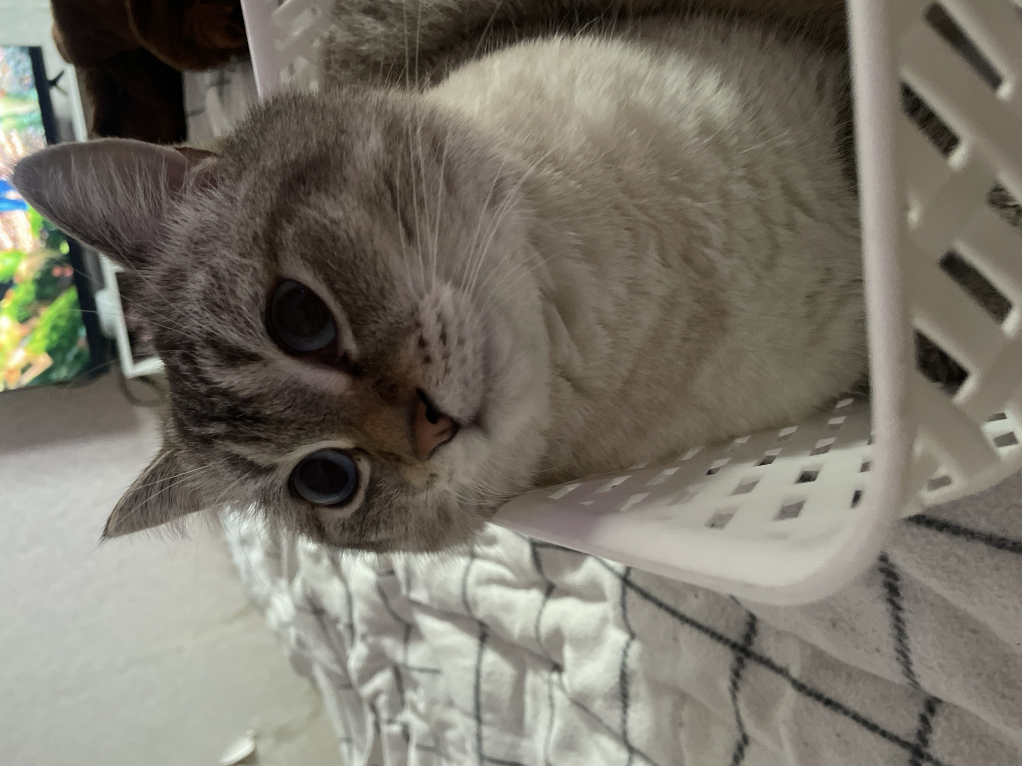 A close-up, medium shot captures a Siamese cat with striking blue eyes sitting in a white plastic basket. The cat's fur is predominantly gray and white, with darker tabby markings on its face and ears. The cat is positioned in the lower right of the frame, with its head turned to the left, looking slightly off-camera. The background consists of a white bedspread with a subtle checkered pattern and a television screen displaying a colorful image in the upper right. The scene appears to be indoors, in a domestic setting. The location is Votkinsk, Russia.