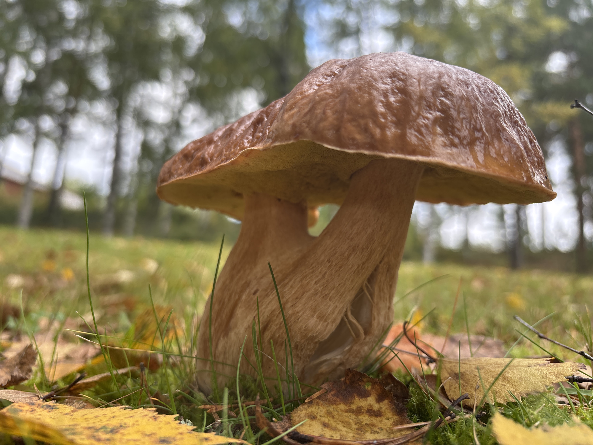 A close-up, low-angle shot captures a large, brown mushroom with a cap and stem, surrounded by fallen yellow and brown autumn leaves and green grass. The background is blurred, showing the trunks of birch trees and a soft, diffused green and white bokeh effect from the foliage. The scene is set in a natural, outdoor environment, likely a forest floor or a park in Imatra, Finland, during autumn. There are no people or animals visible in the image. The lighting suggests a moderately overcast day, with soft light illuminating the mushroom and its immediate surroundings. The focus is sharply on the mushroom and the foreground elements, with the background intentionally out of focus to emphasize the subject.