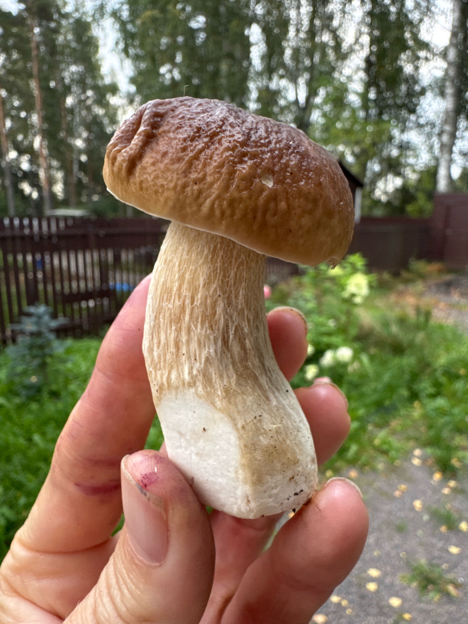 In Steklyannyi, Russia, a person's hand is holding a large, brown-capped mushroom with a thick, white stem. The mushroom is held in the foreground, with its cap slightly tilted downwards. The background is blurred, showing a fence, green grass, and trees, suggesting an outdoor, possibly a garden or park setting. The person's fingers are visible, some with slight marks or smudges on them. The lighting appears to be natural, indicating it is daytime.