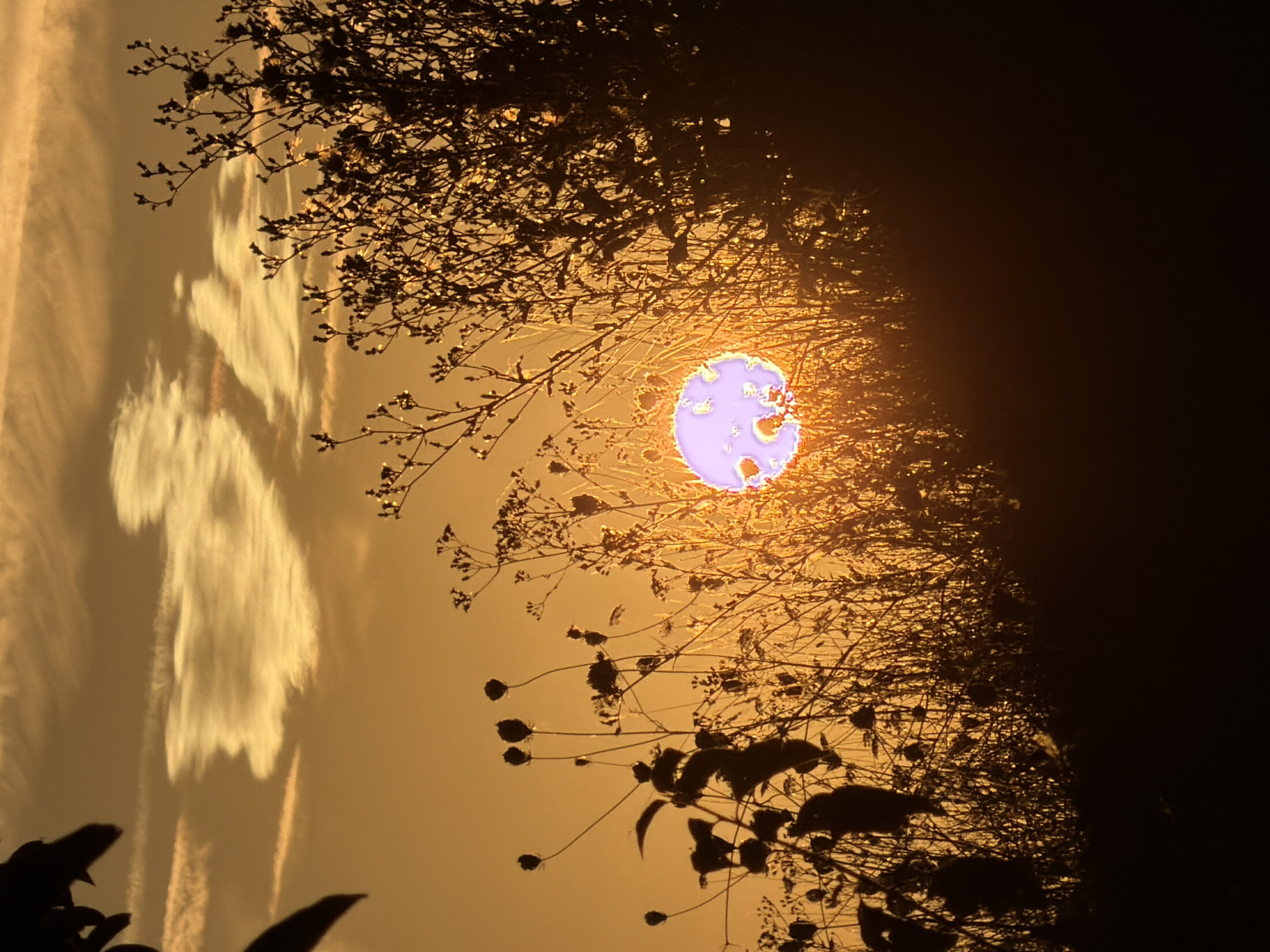 A sunset in Leudelange, Luxembourg, casts a warm golden hue across the sky, silhouetting a dense thicket of wild grasses and flora. The sun, partially obscured by the vegetation, appears as a glowing orb with an unusual purple and white halo. Wispy clouds drift horizontally across the upper portion of the sky, catching the fading sunlight. The foreground and lower part of the image are dominated by the dark silhouettes of plants, creating a dramatic contrast with the bright sky and the sun.