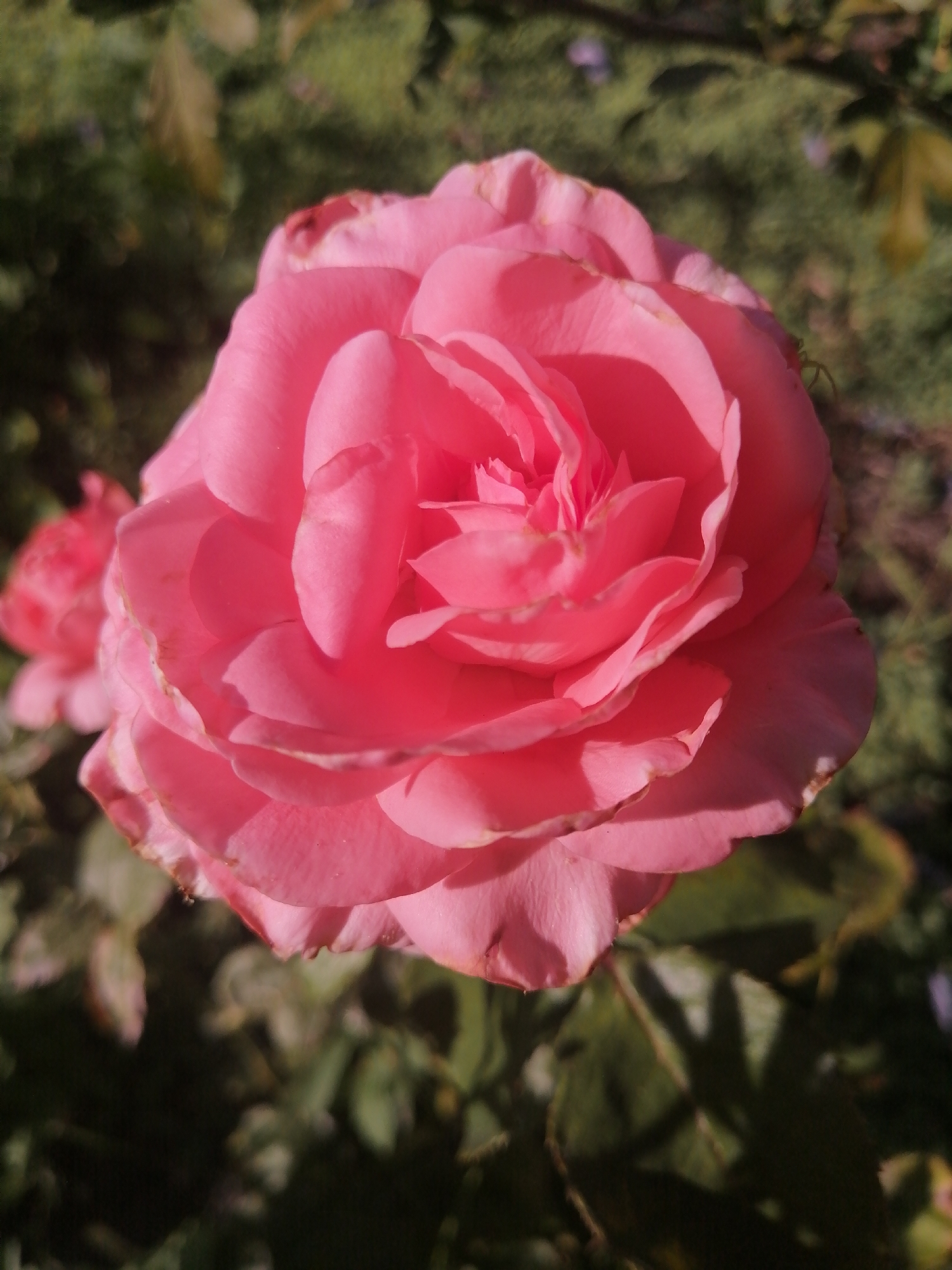 A close-up shot focuses on a vibrant pink rose in full bloom. The rose is centered in the frame, with its delicate petals unfurling and overlapping. Sunlight casts shadows on the petals, highlighting their texture and curves. In the background, out-of-focus green foliage and hints of other pink blossoms suggest a garden setting. There are no people present in the image. The scene appears peaceful and natural. The image does not contain any information that would allow for the identification of its location in Kremenchuk, Ukraine.