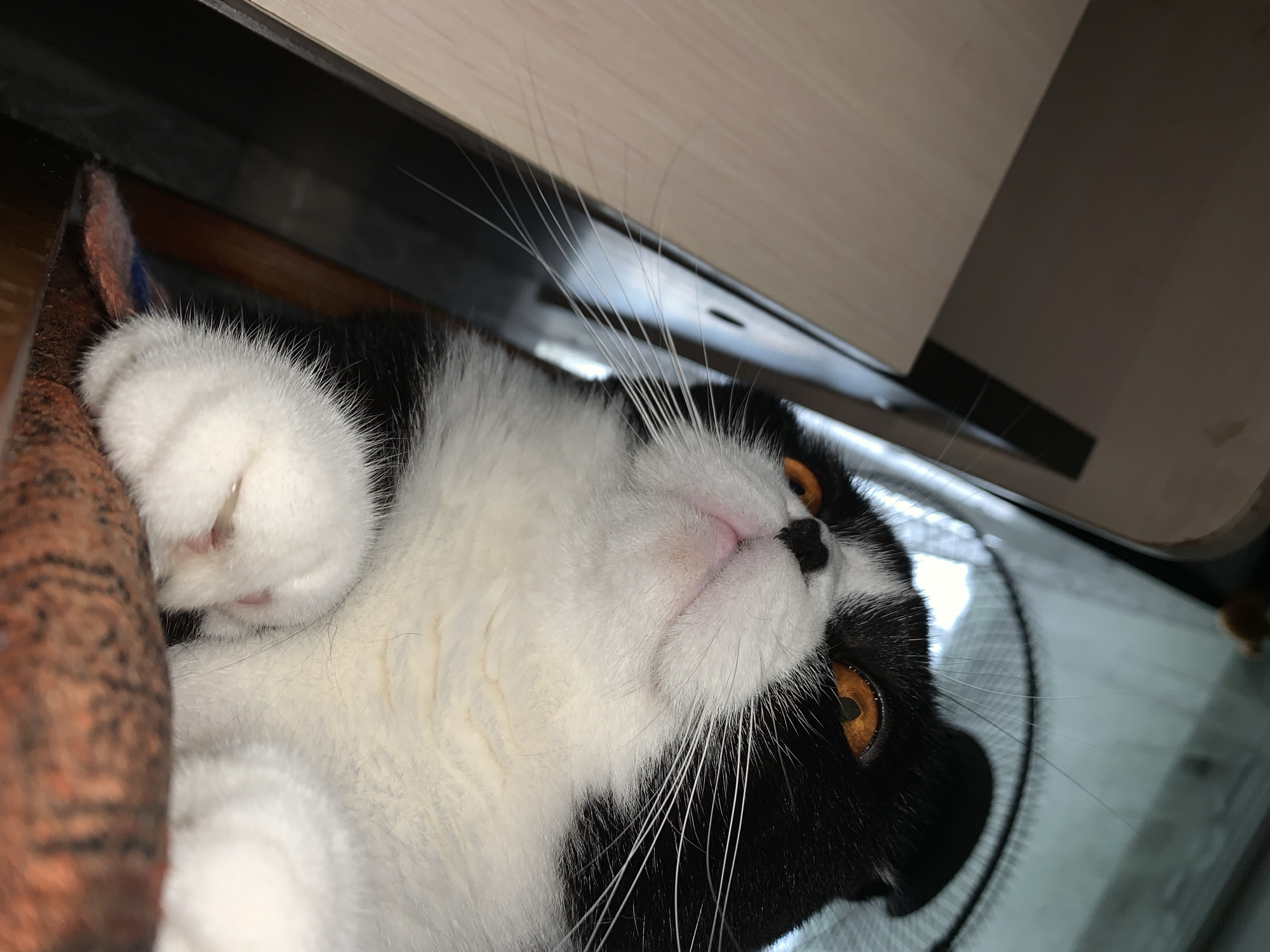 A black and white cat with bright orange eyes is lying down, looking upwards. The cat's head is the primary focus of the image, with its ears folded back and its mouth slightly open. The cat's fur is a mix of black and white, with black patches on its head and white fur on its face and chest. Its whiskers are long and white. The cat appears to be resting on a patterned surface, possibly a cushion or blanket. In the background, a black fan is visible, along with parts of what appears to be furniture. The lighting suggests an indoor setting, possibly near a window. There is no indication of the city of Panteleevka, Russia, in the image.