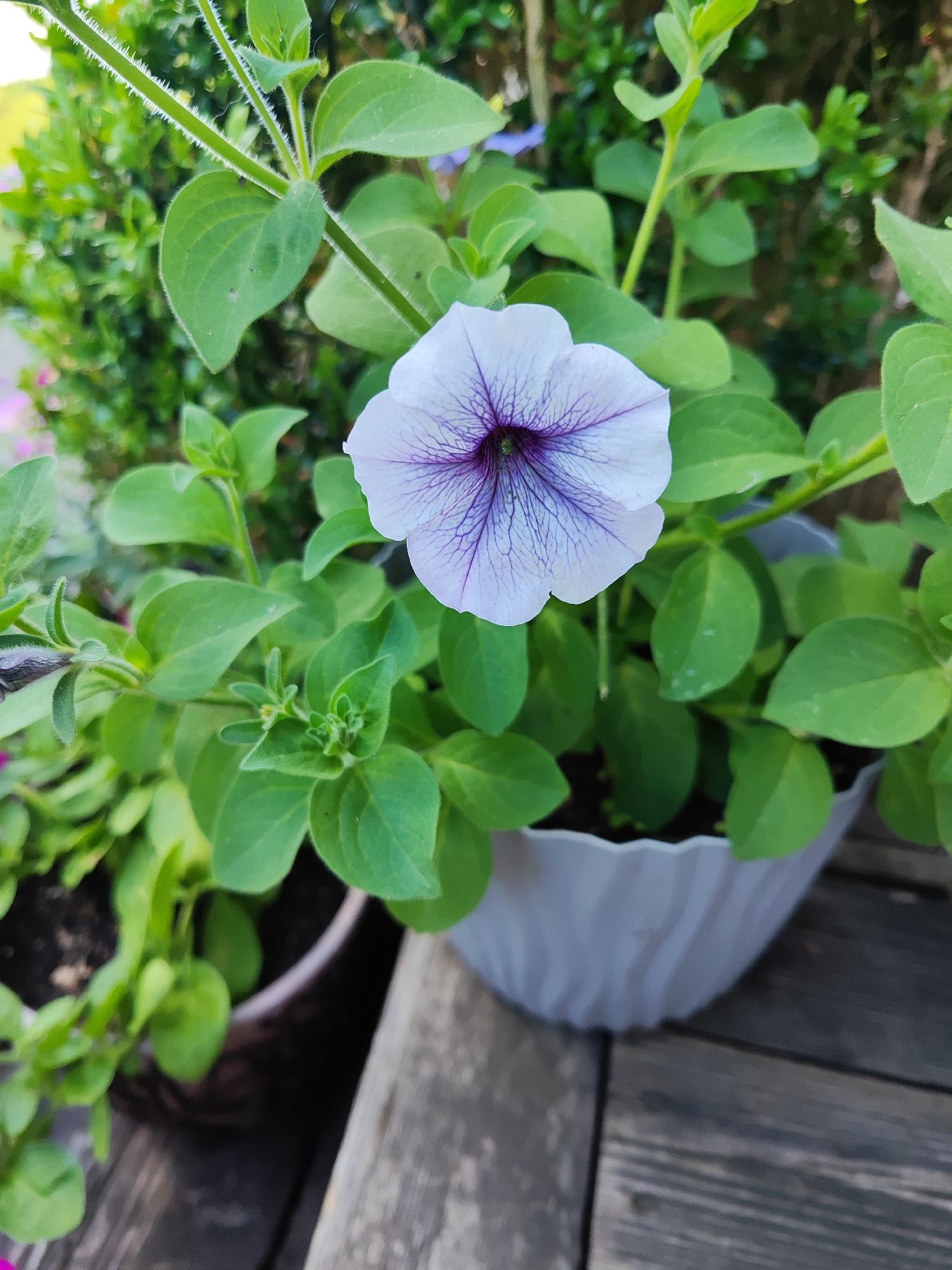 In Gvardeysk, Russia, a close-up shot focuses on a single white petunia flower with purple veins, blooming in a white ribbed pot on a wooden surface. The flower's petals are delicate and translucent, revealing intricate veining that radiates from the center. Surrounding the bloom are lush green leaves and stems, some of which are covered in fine white hairs. In the background, out of focus, is more greenery, suggesting a garden or outdoor setting. The lighting is natural, casting soft shadows and highlighting the texture of the flower and foliage. The overall impression is one of natural beauty and tranquility.