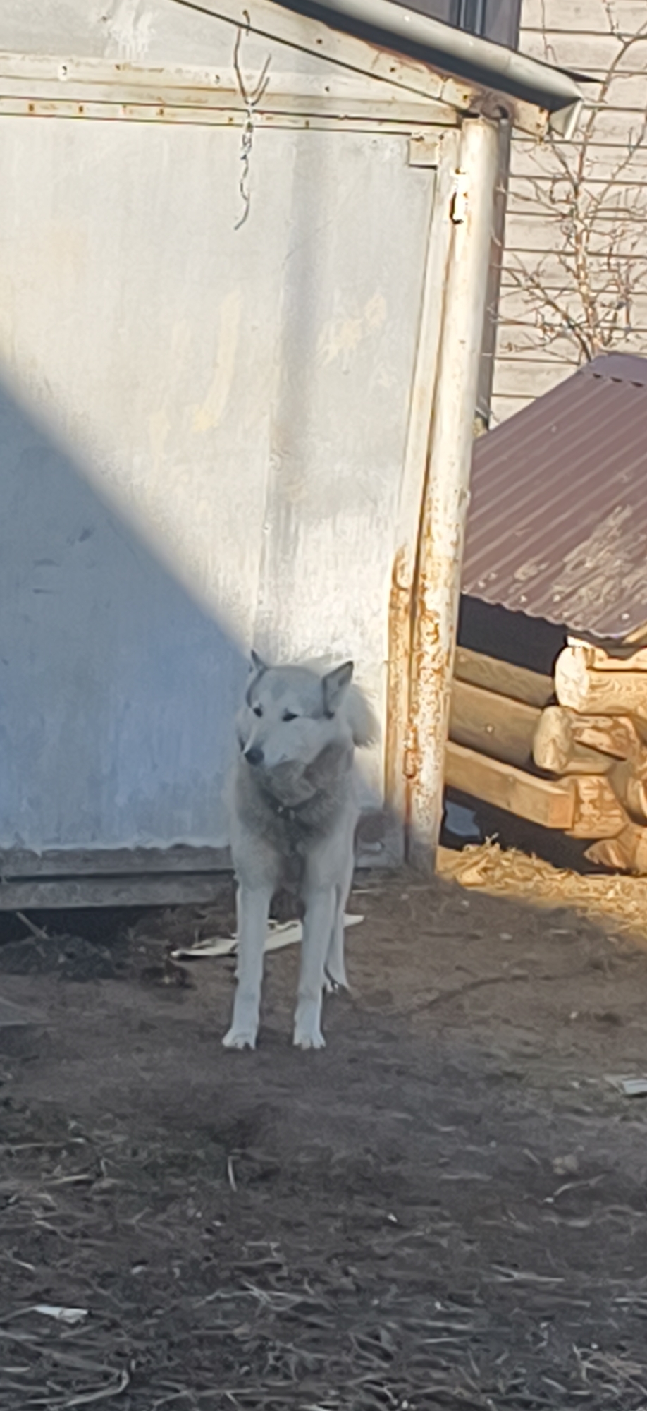A light grey and white husky-type dog with a black collar stands in dirt in front of a corrugated metal structure with a hanging chain. To the right, a log cabin with a corrugated metal roof is visible. The location is Фоки, Russia.