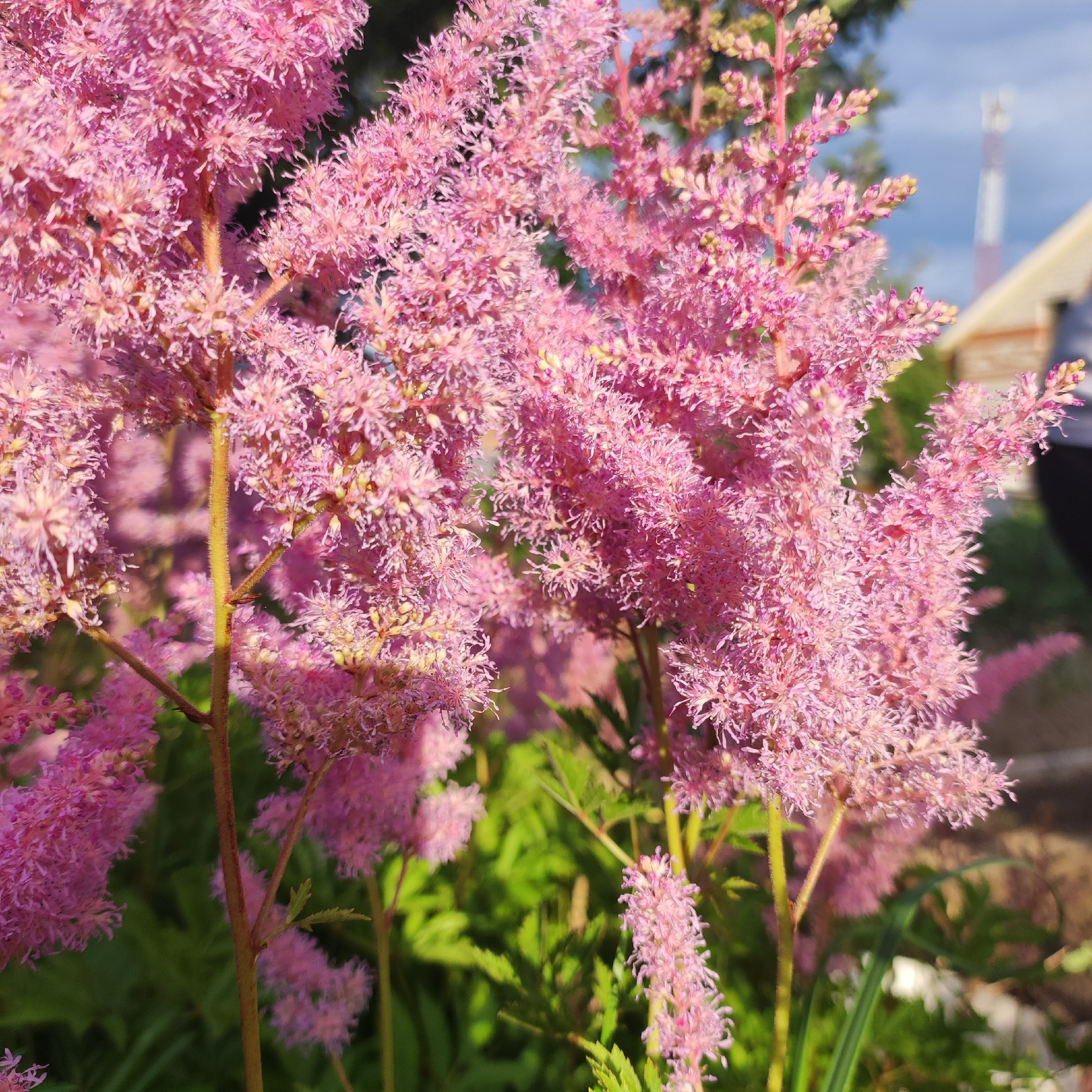 A close-up, sunlit, outdoor photograph features a cluster of vibrant pink astilbe flowers in full bloom. The feathery, elongated flower plumes dominate the foreground, with some in sharp focus and others softly blurred. The stems are slender and a light brown to pinkish hue, with fine hairs visible on the main stem. In the background, out of focus, is lush green foliage, a hint of a building with a beige roof, and a tall, white telecommunications tower under a pale blue sky with scattered clouds. The lighting suggests it is daytime, with sunlight illuminating the flowers from the left.