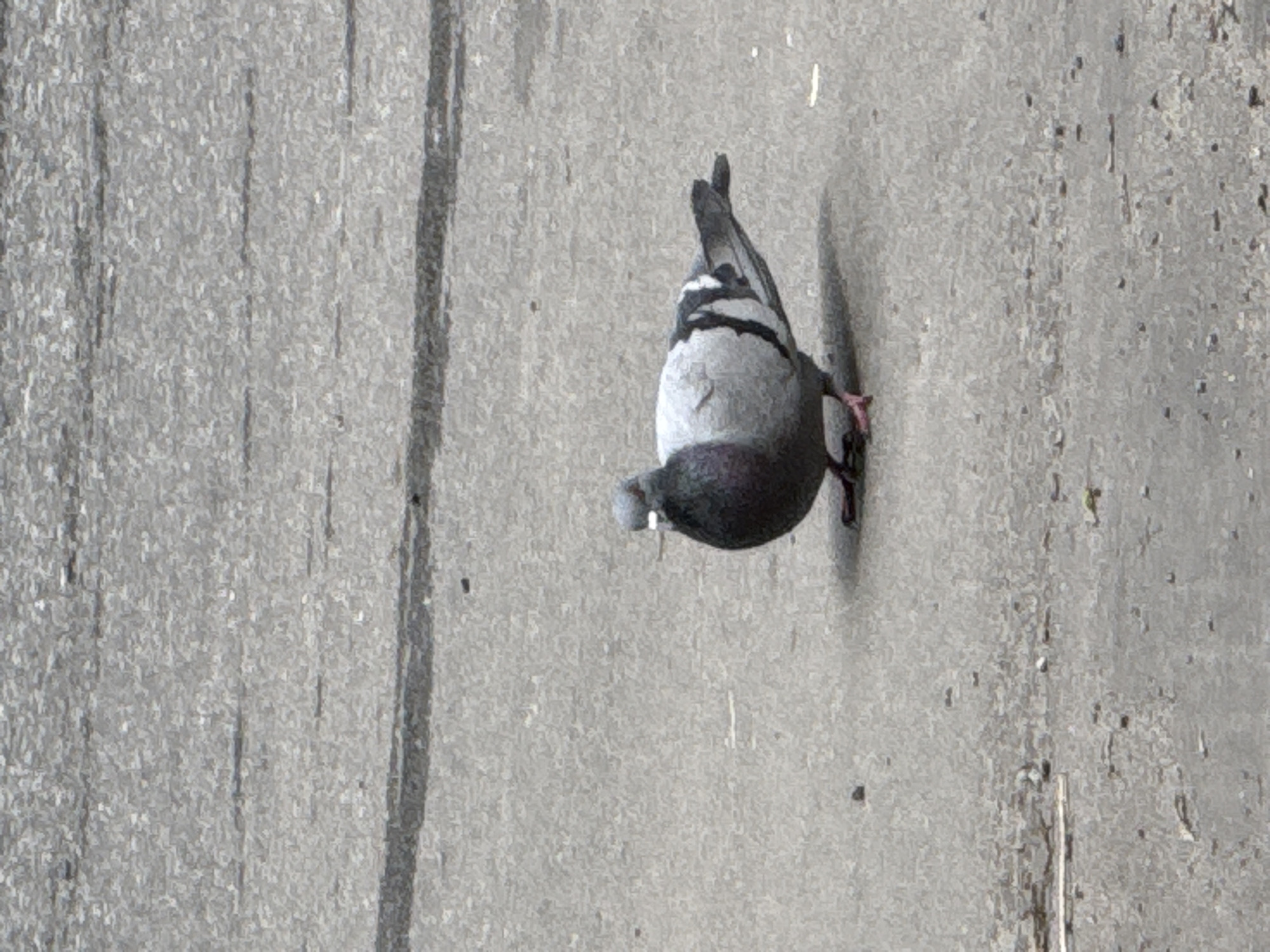 The image shows a pigeon perched on a concrete surface. The pigeon is grey and white, with pink feet. The concrete surface is light grey and has some imperfections. The scene is captured from above. The location in the city of Moscow, Russia, is not verifiable from the information in this image.