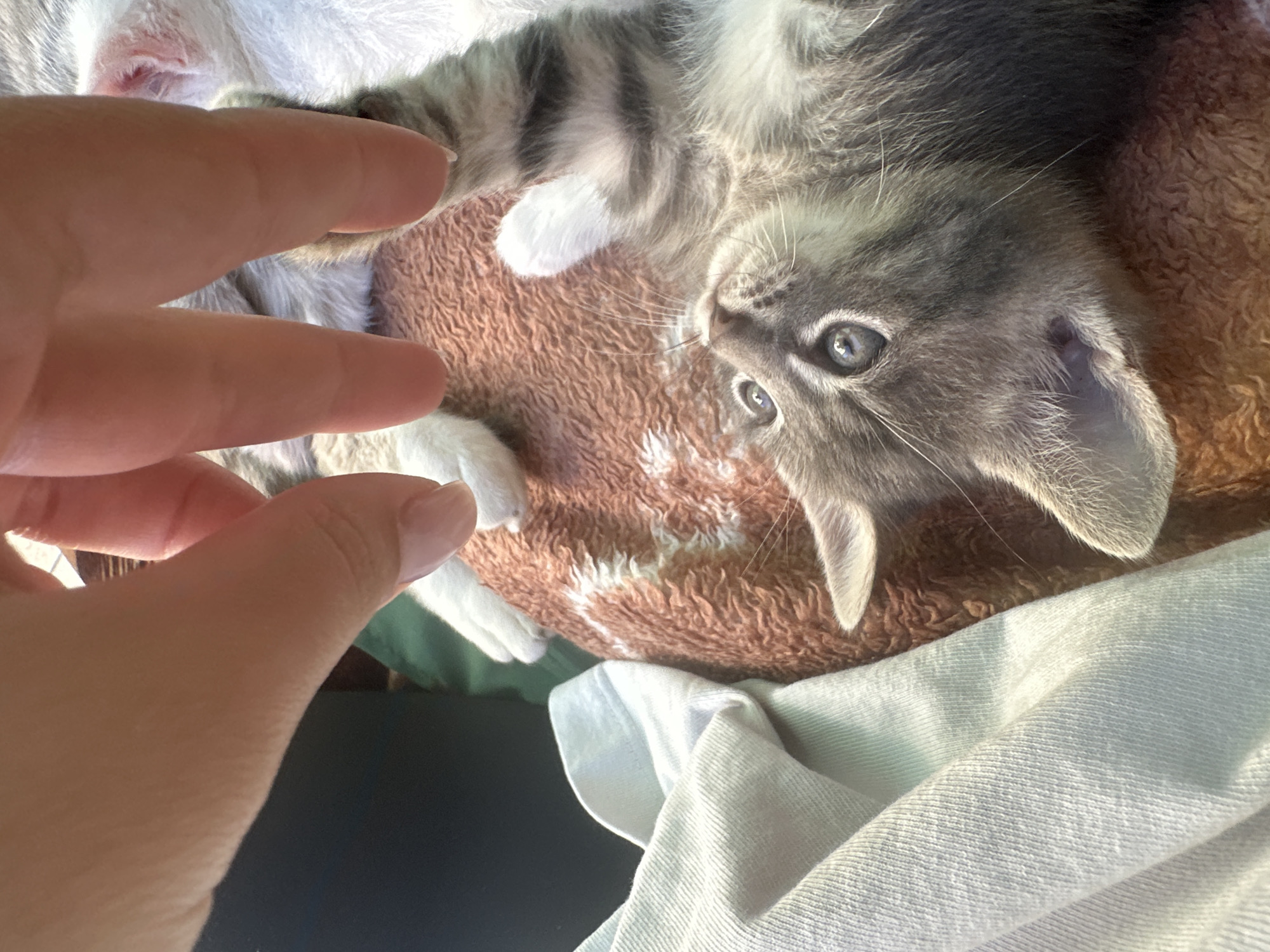 A hand is reaching down towards a kitten lying on its back. The kitten is gray and white with blue eyes. Its paws are white and it has stripes on its tail. The kitten is on a brown, textured blanket. To the left of the kitten is a light blue fabric. The scene is lit by natural light.
