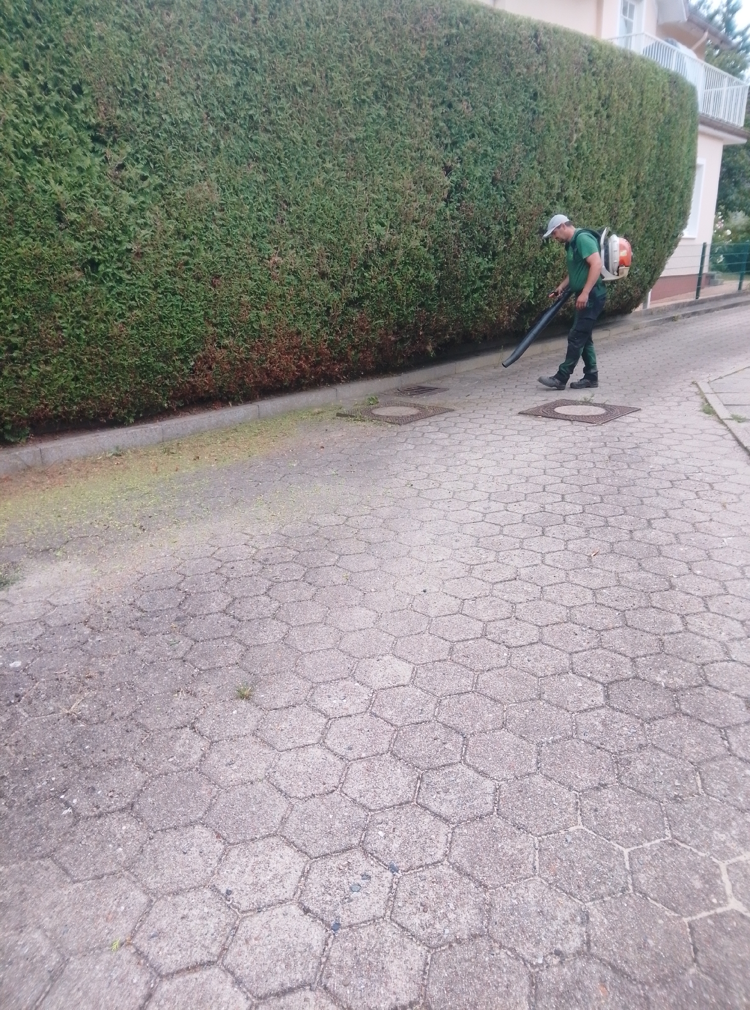 A man in a green shirt and dark pants with a backpack blower is seen from a low angle, clearing debris from a paved walkway. He is positioned on the right side of the image, facing left and blowing air from a black tube towards the left. The walkway is paved with hexagonal concrete slabs. To the left of the walkway is a large, dense green hedge, with some brown, dried foliage visible at its base. In the background, a building with a white railing on a balcony is partially visible. The scene appears to be outdoors, likely in a residential or commercial area. The specific location is the city of Wedel, Germany.