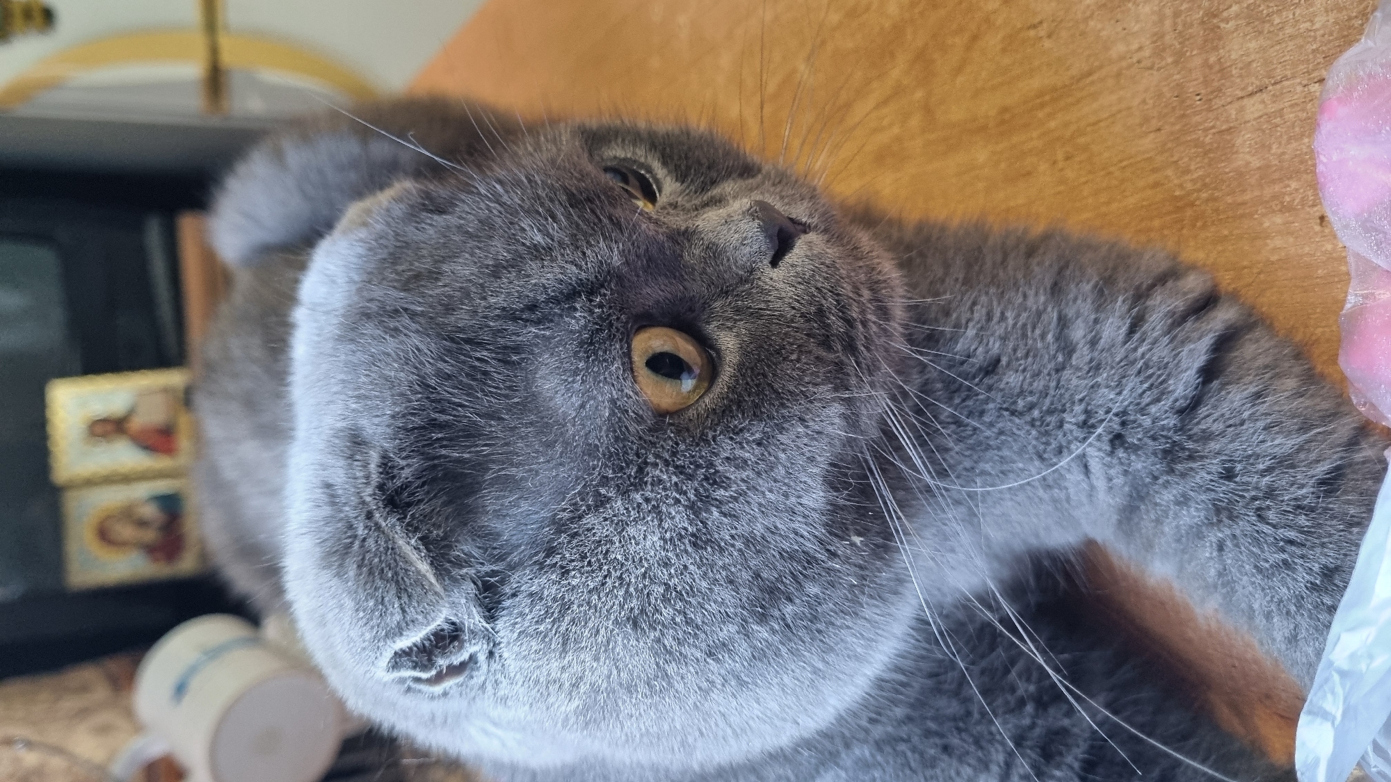 A close-up, eye-level shot shows a grey Scottish Fold cat lying on a wooden surface. The cat's head is angled towards the right, with its ears folded forward. Its large, yellow eyes are looking to the right, with one eye partially closed. The cat's fur is short and dense. The background is blurred, but appears to be indoors, with a white mug on the left and two religious icons on the right. The wooden surface is textured and appears to be a table. The cat is the primary subject of the image. This image was taken in Vysokoe, Russia.