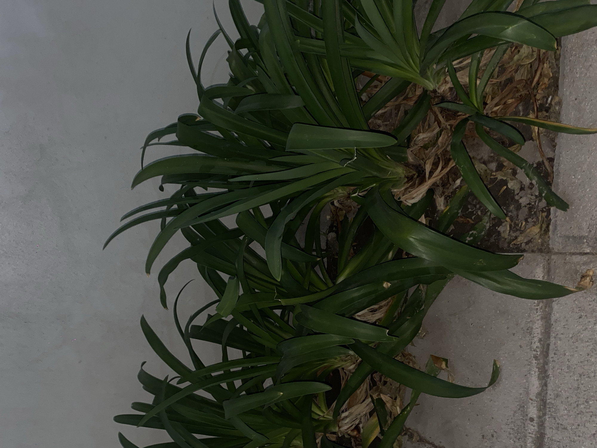 A cluster of dark green, strappy-leaved plants is growing against a white wall and a concrete surface with stone or gravel. The plants appear to be in a confined space. The image is taken outdoors in Puebla, Mexico. The plants are likely a type of ornamental foliage, possibly Agapanthus or a similar species. The composition is focused on the plants, with the wall and concrete acting as a backdrop. The angle is slightly from above, and there is no indication of human presence in the image.