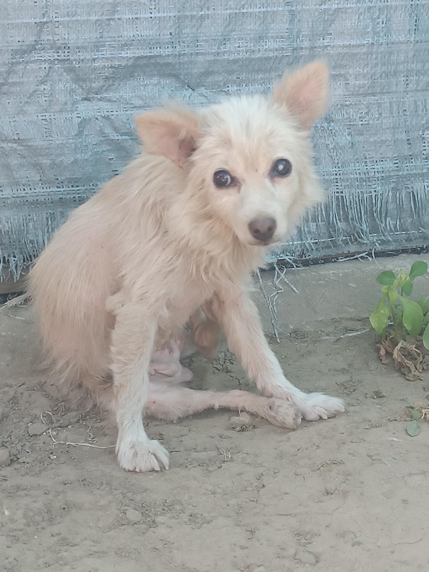 A light-colored dog with fluffy fur and pointed ears sits on the dirt ground in front of a blue tarp. The dog is looking directly at the camera with its head tilted slightly. The dog's fur is a light cream color, and its eyes are dark. In the background, there is a green plant with some dry leaves. The ground appears to be dusty and dry. There is a thin white string lying on the ground in front of the dog. This scene is located in Vypasne, Ukraine.
