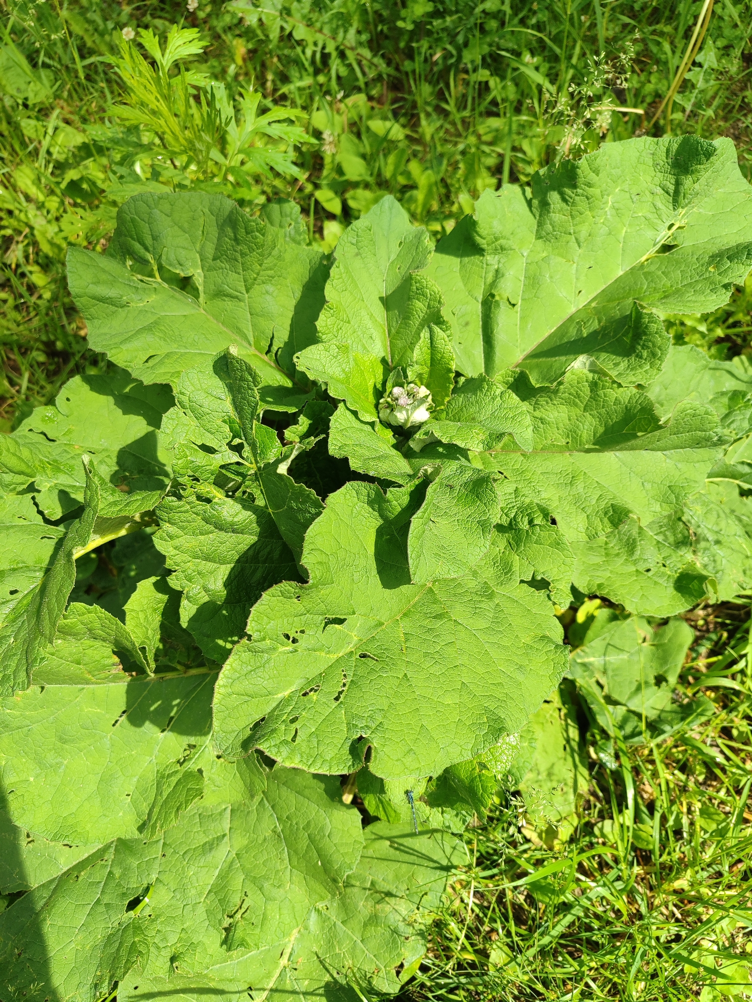 The image shows a close-up, overhead view of a large, leafy green plant. The plant has broad, textured leaves, some of which are partially eaten or torn. A small cluster of white, star-shaped flowers is visible at the center of the plant. The plant is growing in an outdoor environment, with green grass and other foliage visible in the background. The lighting suggests it is daytime. No people are present in the image.