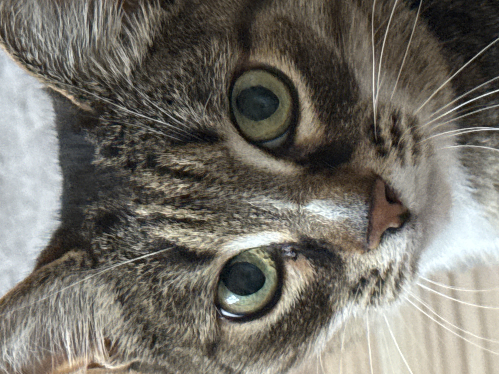 A close-up, head-on, portrait of a tabby cat's face is captured in this image. The cat's fur exhibits a pattern of brown and gray stripes, with a white patch on its chest visible at the bottom. Its large, green eyes are focused forward, reflecting light. The cat's nose is a reddish-brown color, and prominent white whiskers extend from its muzzle. The background appears to be a textured, light gray surface. There are no people or other animals present in the image, and no indication of any specific urban or natural environment. The image does not provide any information that would allow for its location to be determined within Votkinsk, Russia.