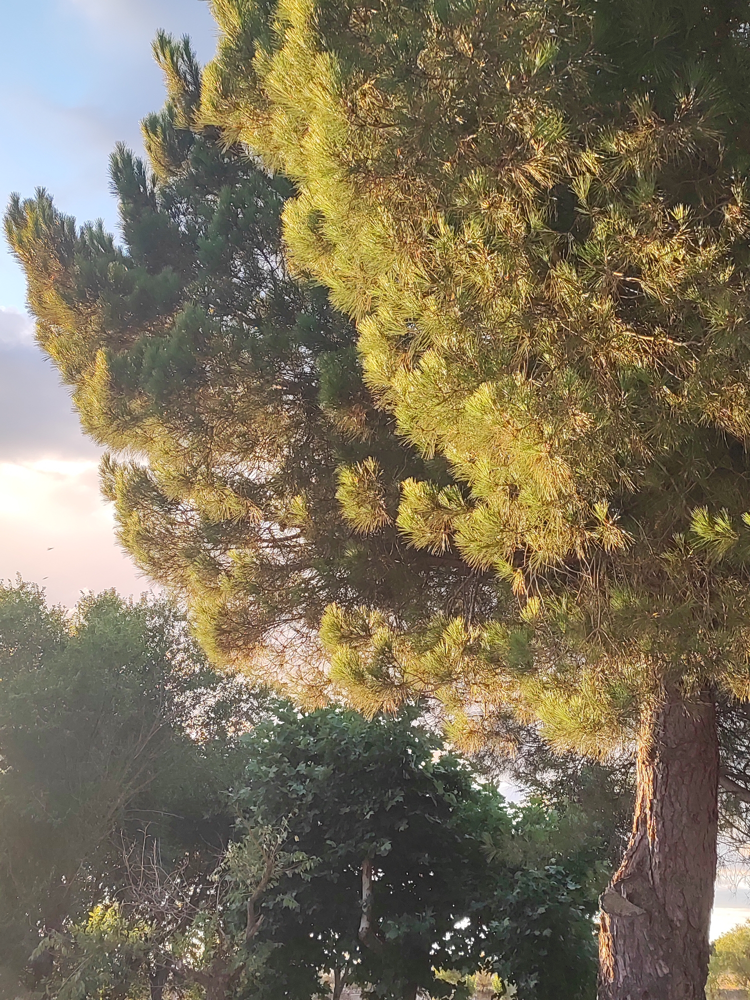 The image captures a close-up view of a pine tree's branches and trunk, illuminated by natural light. The foreground is dominated by the pine tree, with its needles and rough bark clearly visible. In the background, other trees and foliage are discernible, with a hint of sky visible through the branches. The scene appears to be an outdoor setting, likely a park or natural area. The lighting suggests it could be late afternoon or early morning due to the warm tones on the pine needles. The image is taken in Sobradillo, Spain.