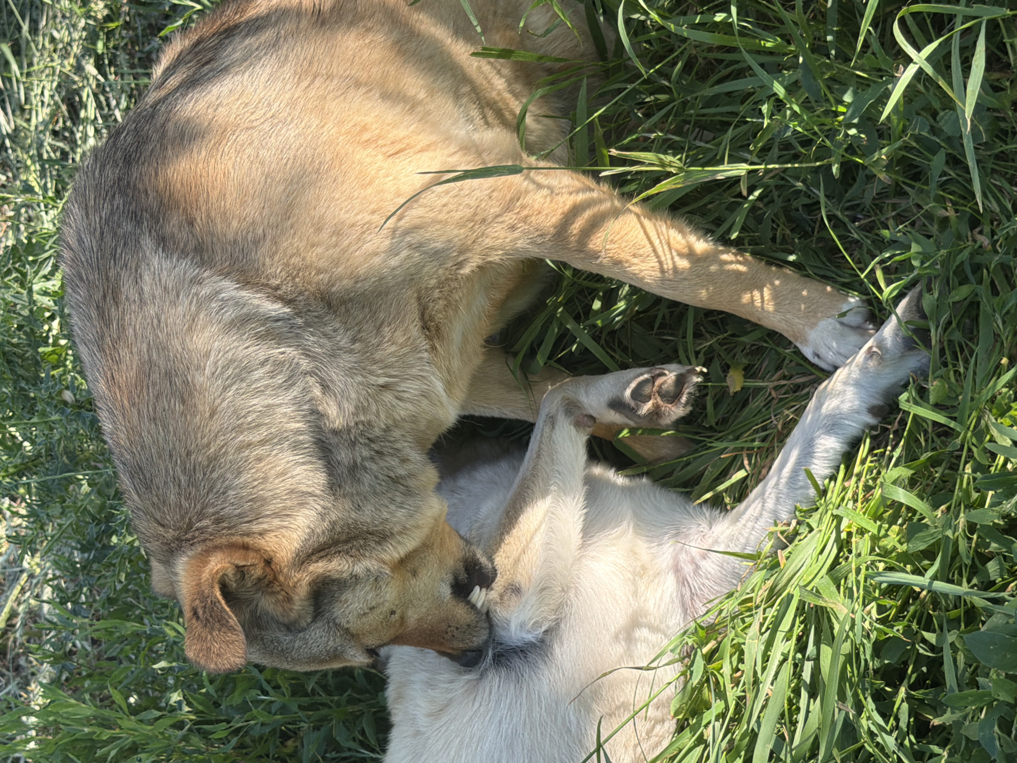 This media file shows a close-up view of two dogs interacting in a grassy area. The dog in the foreground, with lighter colored fur, is lying on its back with its paws in the air. A second dog, with darker and lighter fur, is positioned over the lighter dog, appearing to be playfully nipping or grooming it. The lighting suggests it is daytime, with sunlight casting shadows on the dogs and grass. The setting is outdoors, surrounded by green grass and foliage, indicative of a natural environment. The interaction between the dogs appears playful and gentle, suggesting a friendly relationship. No visible text is present in the image. The location context of Leningradskaya, Russia, places this scene within a specific geographical region.