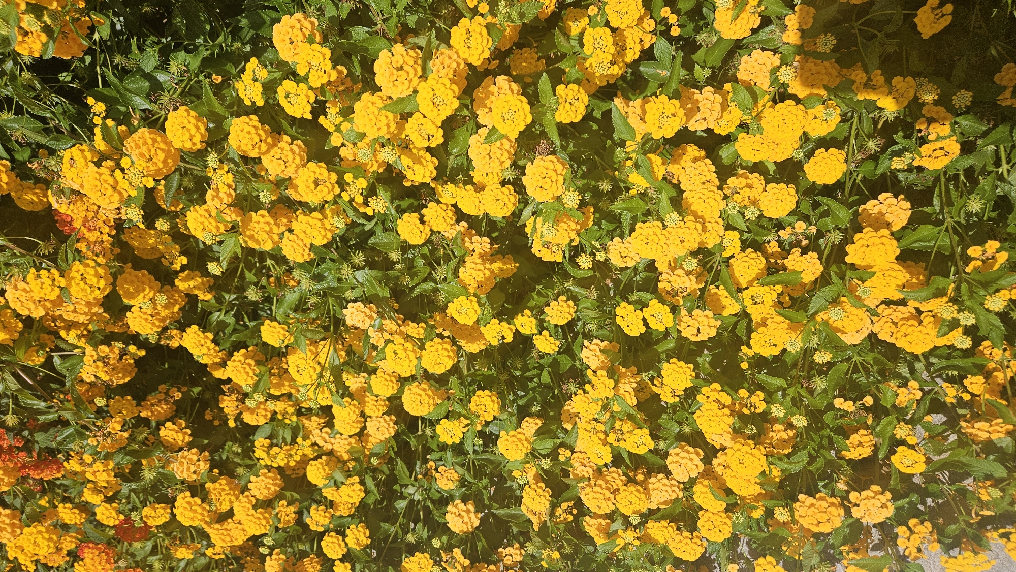 The image is a close-up, overhead shot of a dense cluster of vibrant yellow Lantana flowers, with some hints of orange flowers interspersed. The blossoms are small and clustered together, forming rounded flower heads. The surrounding foliage is a dark green, providing a lush backdrop. The lighting suggests it is daytime, with some shadows cast by the flowers and leaves. The image appears to be taken in an outdoor setting, possibly a garden or park. Given the prompt's mention of L'Île-Rousse, France, this scene could be a detail within the flora of that coastal town. There are no people or animals visible in the image.