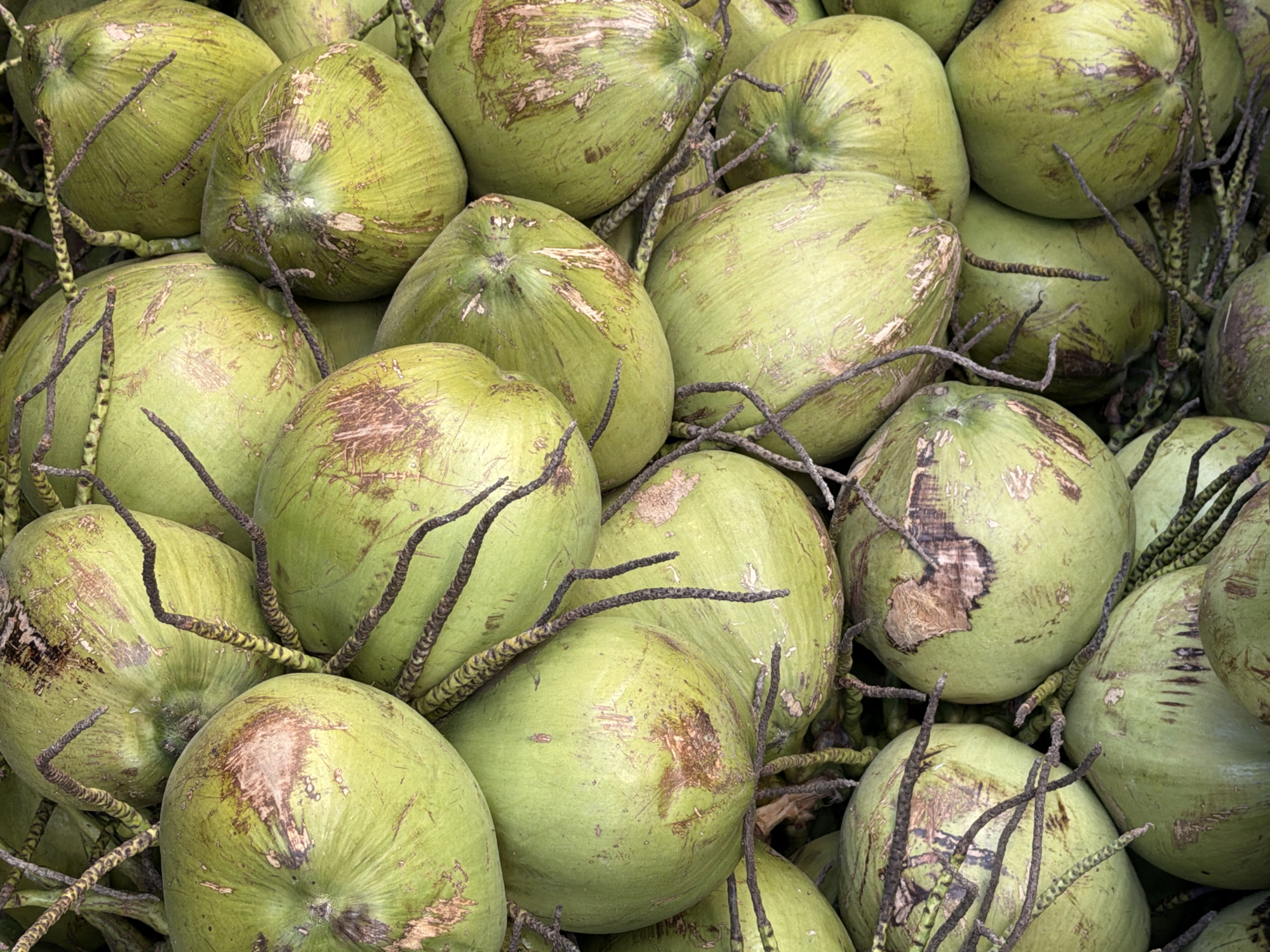 A close-up, overhead shot captures a pile of green coconuts in what appears to be a market or roadside stall in the Ko Samui District of Thailand. The coconuts are various shades of green and have brown blemishes and marks on their surfaces. Some of the coconuts have dried, fibrous husk remnants attached, along with thin, dark brown vines or stems that connect them. The lighting is natural, suggesting an outdoor setting. The focus is on the texture and color of the coconuts, creating an abstract pattern of rounded forms. There are no people or animals visible in the image, and the background is filled with more coconuts, creating a sense of abundance. The overall impression is one of a fresh, natural product displayed for sale.