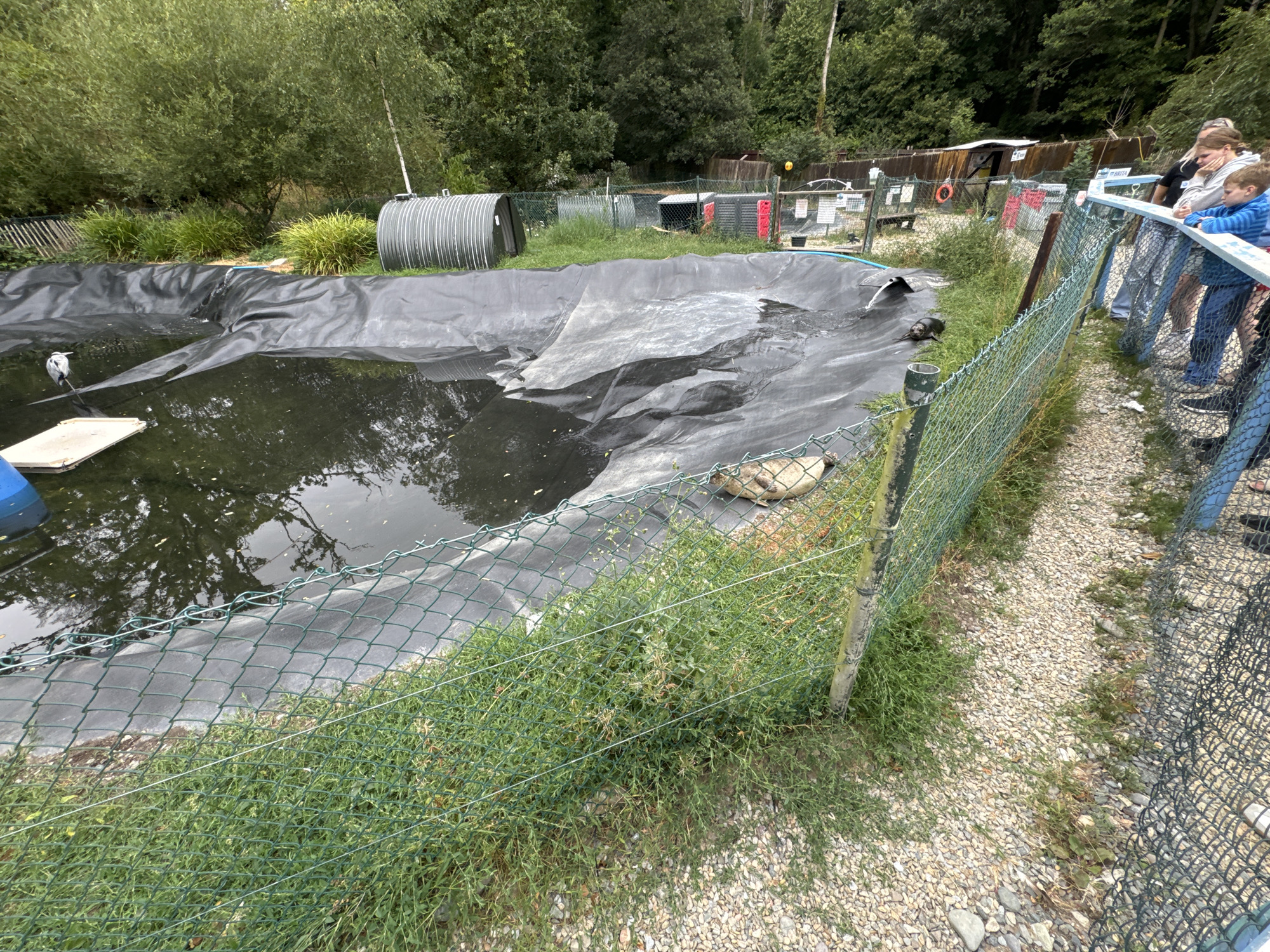 This image depicts an outdoor enclosure, likely at a wildlife sanctuary or park, with a body of water as the central feature. A grey heron stands on a white platform partially submerged in the dark water. The water itself is contained within a large, dark-colored liner that appears to be a man-made pond or pool. Several seals are visible in and around the water. One seal is partially out of the water, resting on the edge of the liner, while another appears to be swimming or moving through the water.
A green chain-link fence runs along the foreground and right side of the image, separating the enclosure from a gravel path where a small group of people are observing the animals. The people are mostly obscured by the fence, but some faces and clothing are visible, indicating they are onlookers.
In the background, there are trees and foliage, suggesting a natural or semi-natural environment. Structures, including what appear to be large metal tanks or silos, are also present in the background, along with additional fencing and some weather-beaten wooden structures that might be part of animal housing or facilities. The overall impression is of a controlled environment designed for animal rehabilitation or public viewing. The mention of Courtown, Ireland, suggests this is a local facility within that town.
