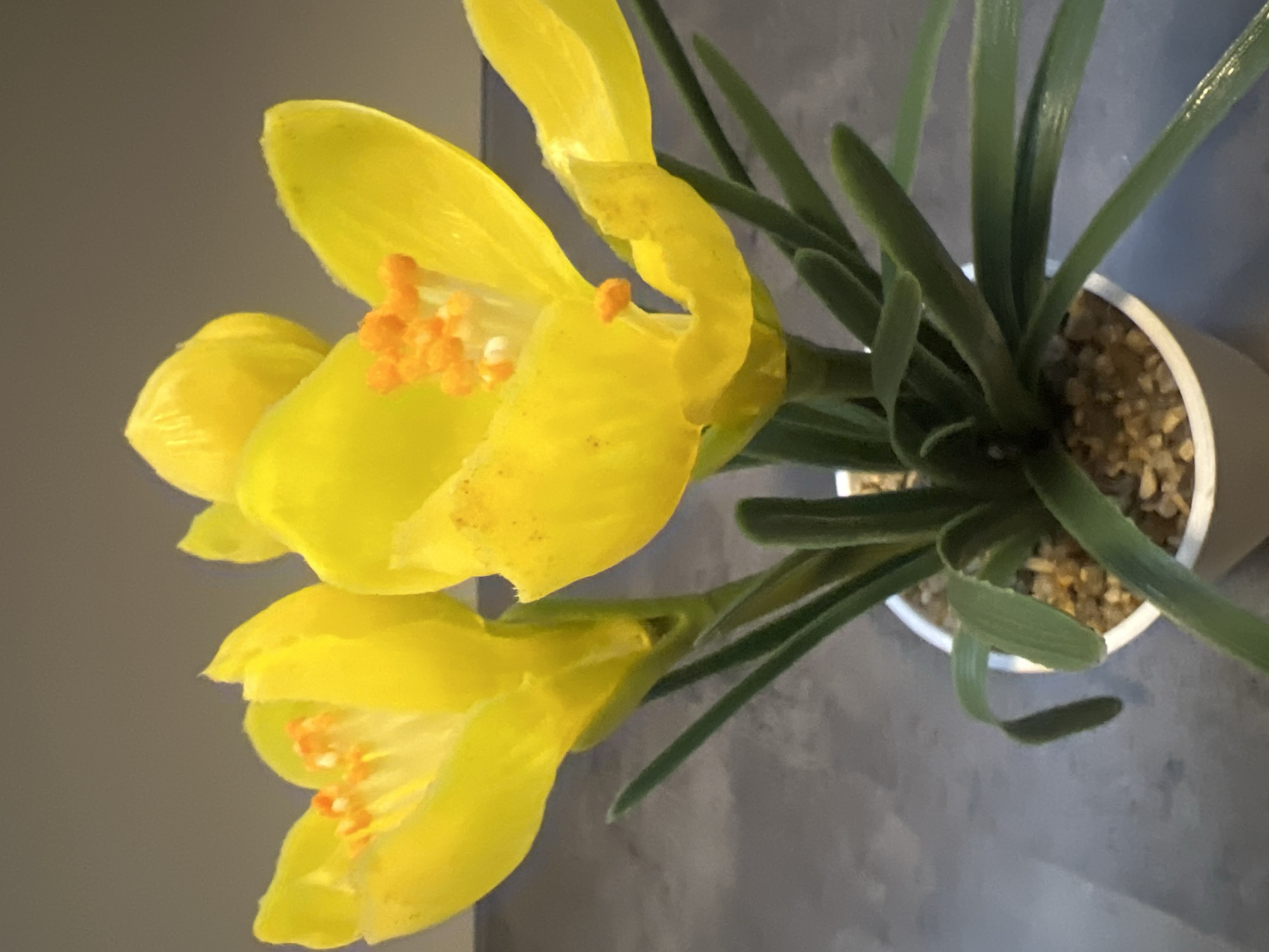 The image shows a close-up view of three artificial yellow crocus flowers in a white pot filled with small pebbles. The flowers have prominent orange stamens. Green, grass-like leaves emerge from the pot, and the stems of the flowers are also green and fuzzy. The background is a neutral gray wall and a dark, textured surface that could be a countertop or table. There are no people or animals in the image. The scene is indoors, and there is no indication of its location within Bad Zwischenahn, Germany.