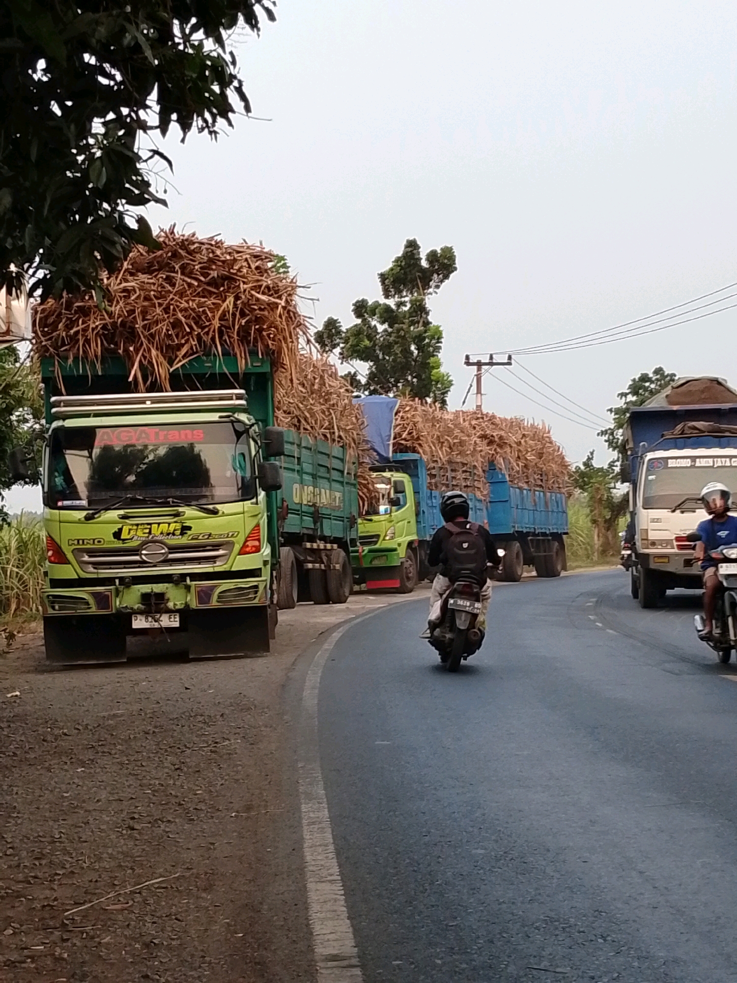 The image shows a procession of large trucks carrying harvested sugarcane, traveling along a paved road that appears to be in a rural or semi-rural area near Pasuruan, Indonesia. The sky is overcast, suggesting diffused light.
In the foreground, a bright green HINO truck is prominently featured, its trailer packed high with dry sugarcane stalks. The truck's windshield has a red decal that reads "AGA Trans". Below the windshield, a black license plate is visible with white characters "P 8362 EE". The truck has a large chrome grille with a HINO logo. To the right of this truck, a blue truck is also visible, similarly loaded with sugarcane. Further down the road, another white truck is seen.
Two motorcyclists are present on the road. The rider in the foreground, on the left side of the image, is wearing a black jacket and a black helmet, with a backpack on. The motorcycle has a license plate with characters that are partially obscured but appear to start with "3678". Another motorcyclist, wearing a blue shirt and a white helmet, is visible on the right side of the image, on a separate lane.
The road surface is asphalt, with a white line marking the edge of the lane. The roadside is lined with vegetation, including tall green stalks that resemble sugarcane, and trees. Power lines and a utility pole are visible in the background. The overall scene depicts a busy transport operation of agricultural produce.