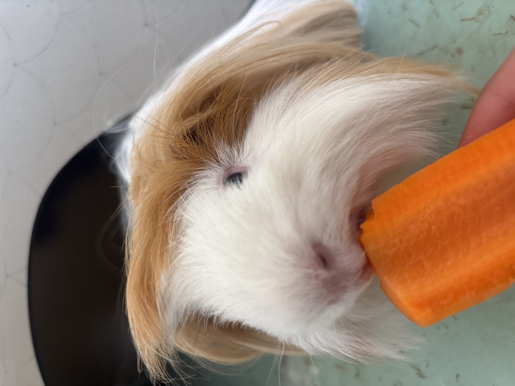 A close-up shot depicts a guinea pig with white and tan fur being offered a piece of carrot. The guinea pig is positioned near a dark opening, possibly a shelter within its enclosure. A hand holds the carrot close to the guinea pig's mouth. The surface beneath is light green with scattered darker specks. The image does not contain any information that would lead to the determination of the location of Puebla, Mexico.